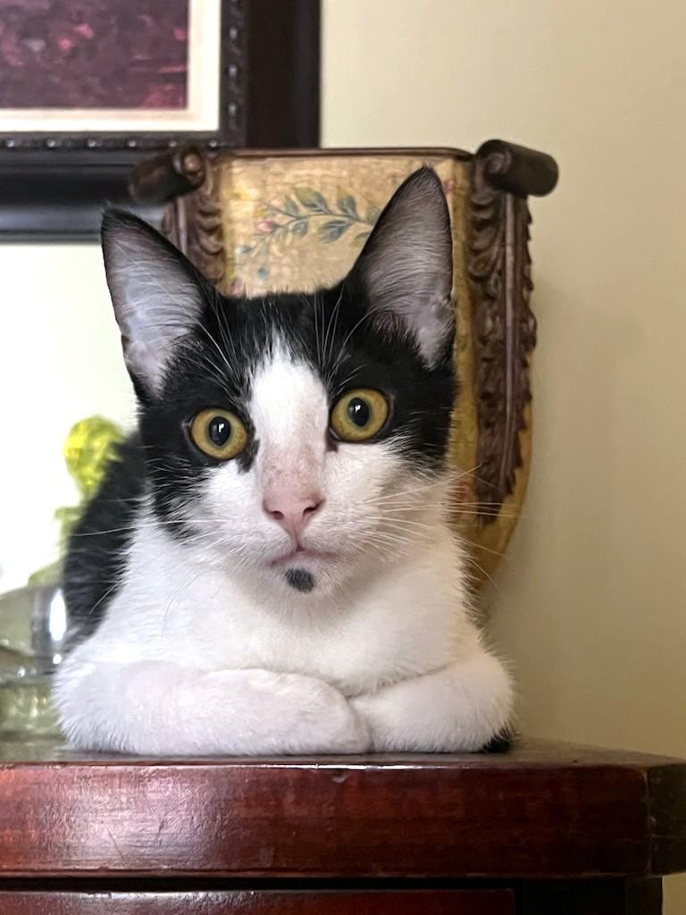 Figaro, a Adoptable Domestic Short Hair in Yorba Linda, CA image 2/3
