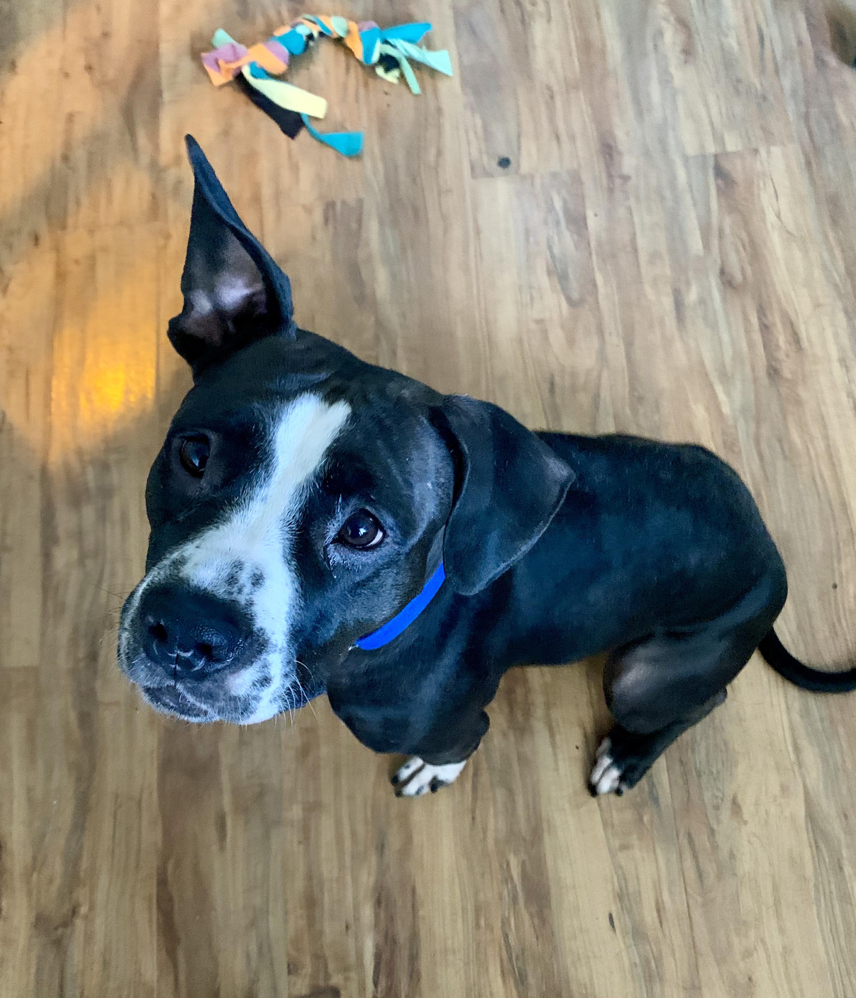 Jellybean, an adoptable Pit Bull Terrier in Grass Valley, CA, 95949 | Photo Image 1