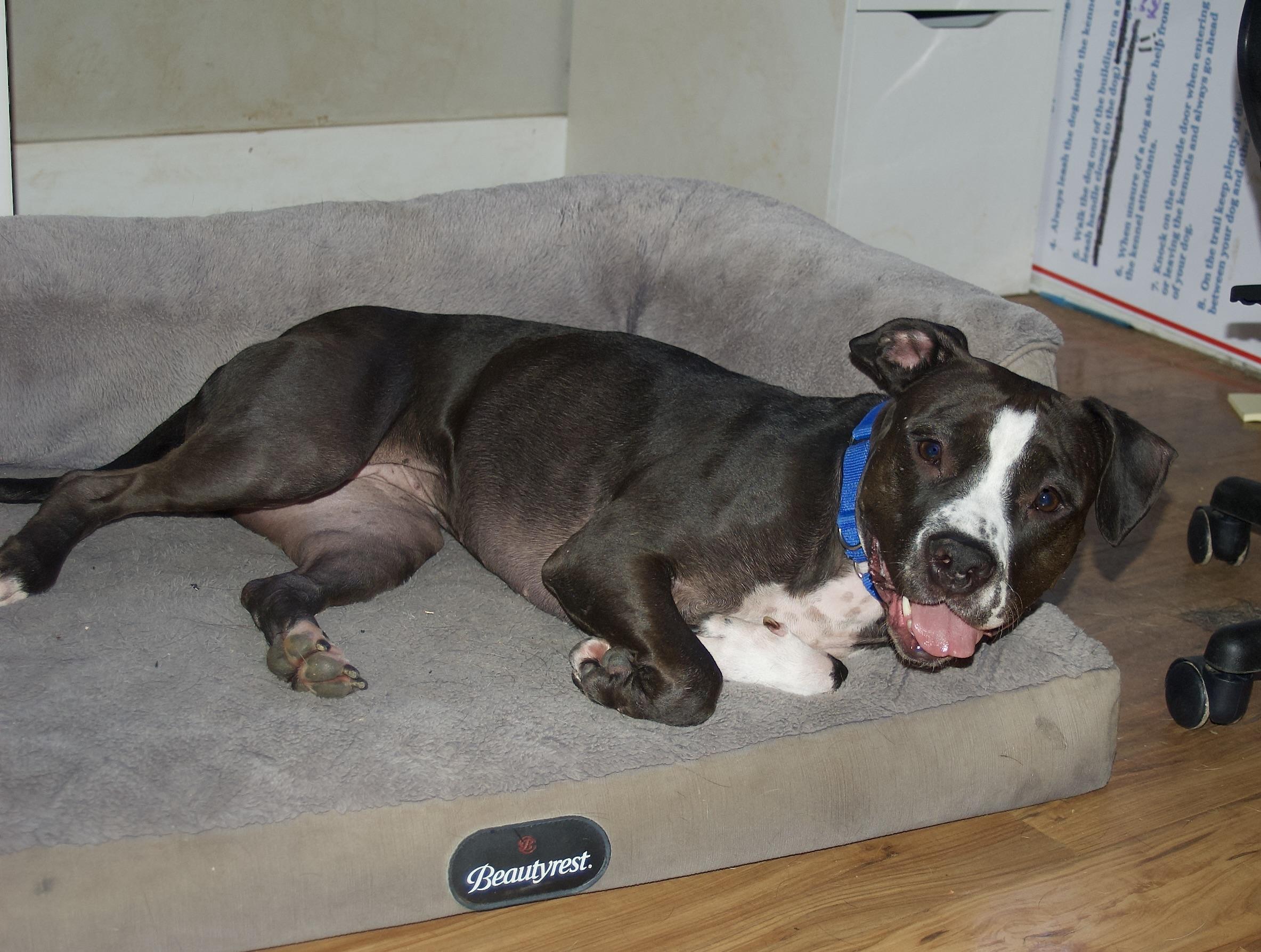 Jellybean, an adoptable Pit Bull Terrier in Grass Valley, CA, 95949 | Photo Image 4