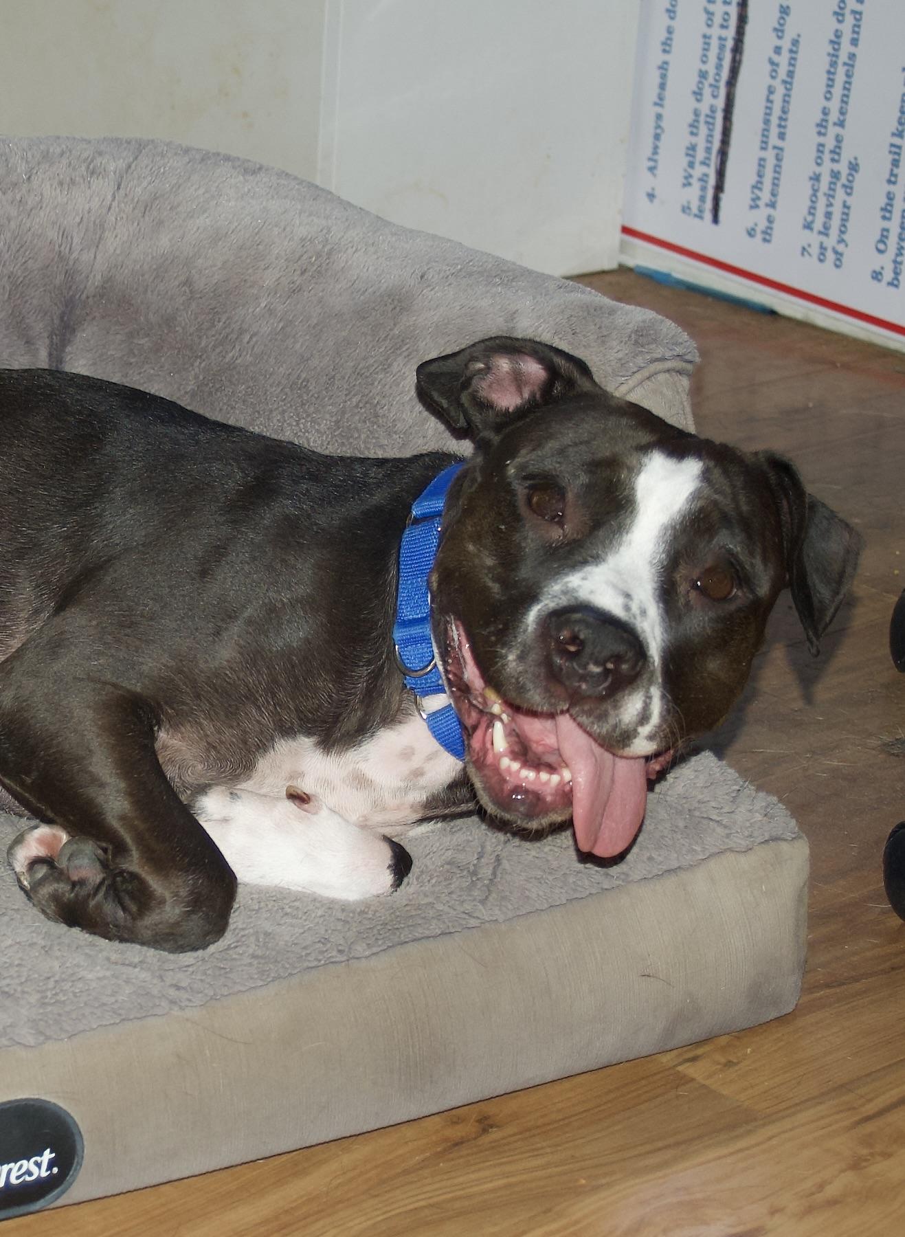 Jellybean, an adoptable Pit Bull Terrier in Grass Valley, CA, 95949 | Photo Image 3