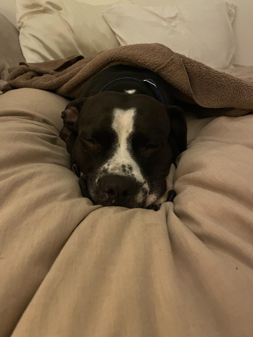 Jellybean, an adoptable Pit Bull Terrier in Grass Valley, CA, 95949 | Photo Image 4