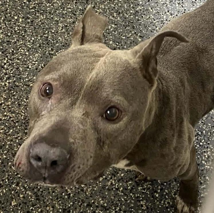 Enlarge AC Cardi, a Adoptable mixed breed in Fremont, NE image 1/2