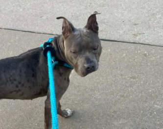 Enlarge AC Cardi, a Adoptable mixed breed in Fremont, NE image 2/2