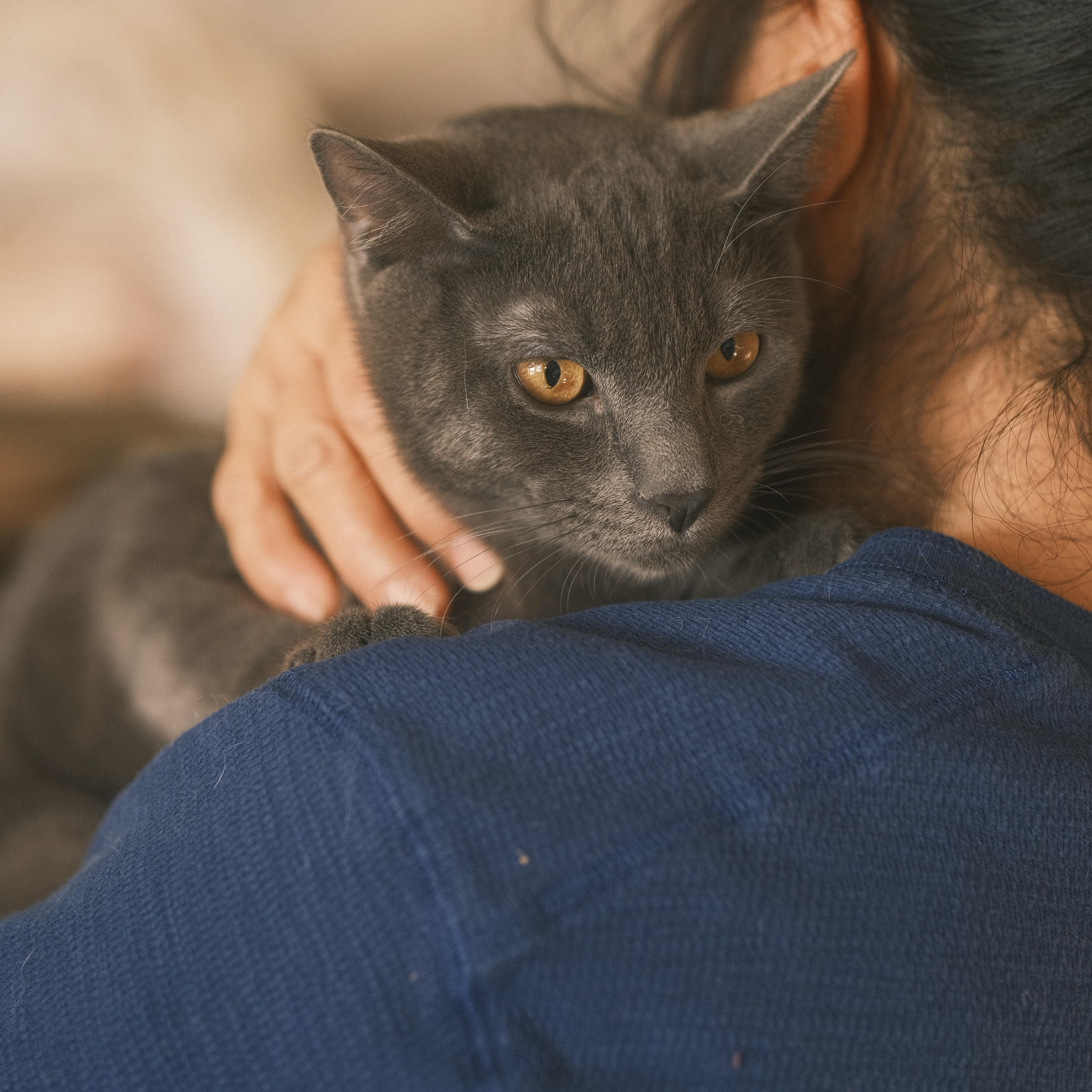Pipi, Adopted, Kitten Male Russian Blue.