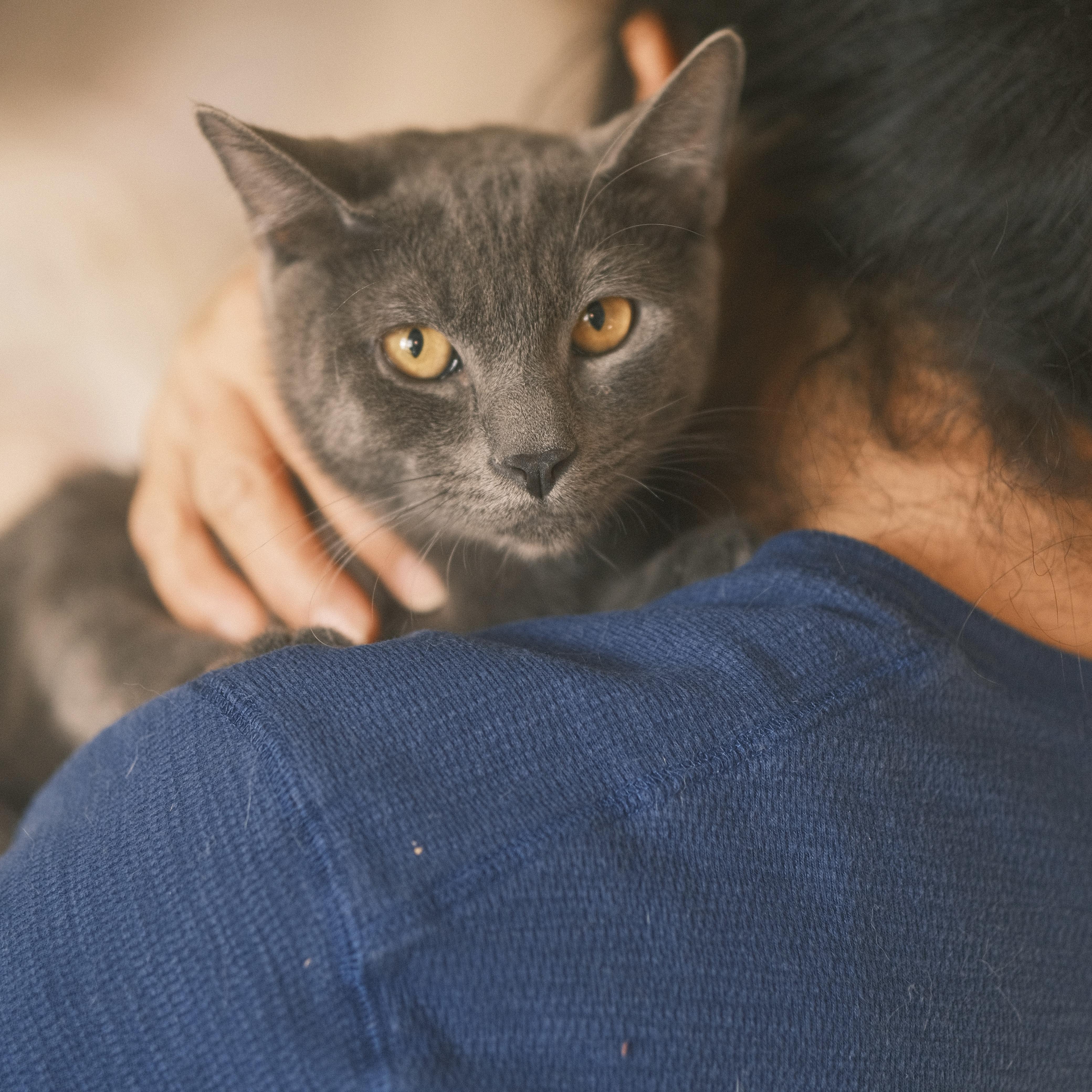 Enlarge Pipi, a Adopted Russian Blue in Flushing, NY image 2/6