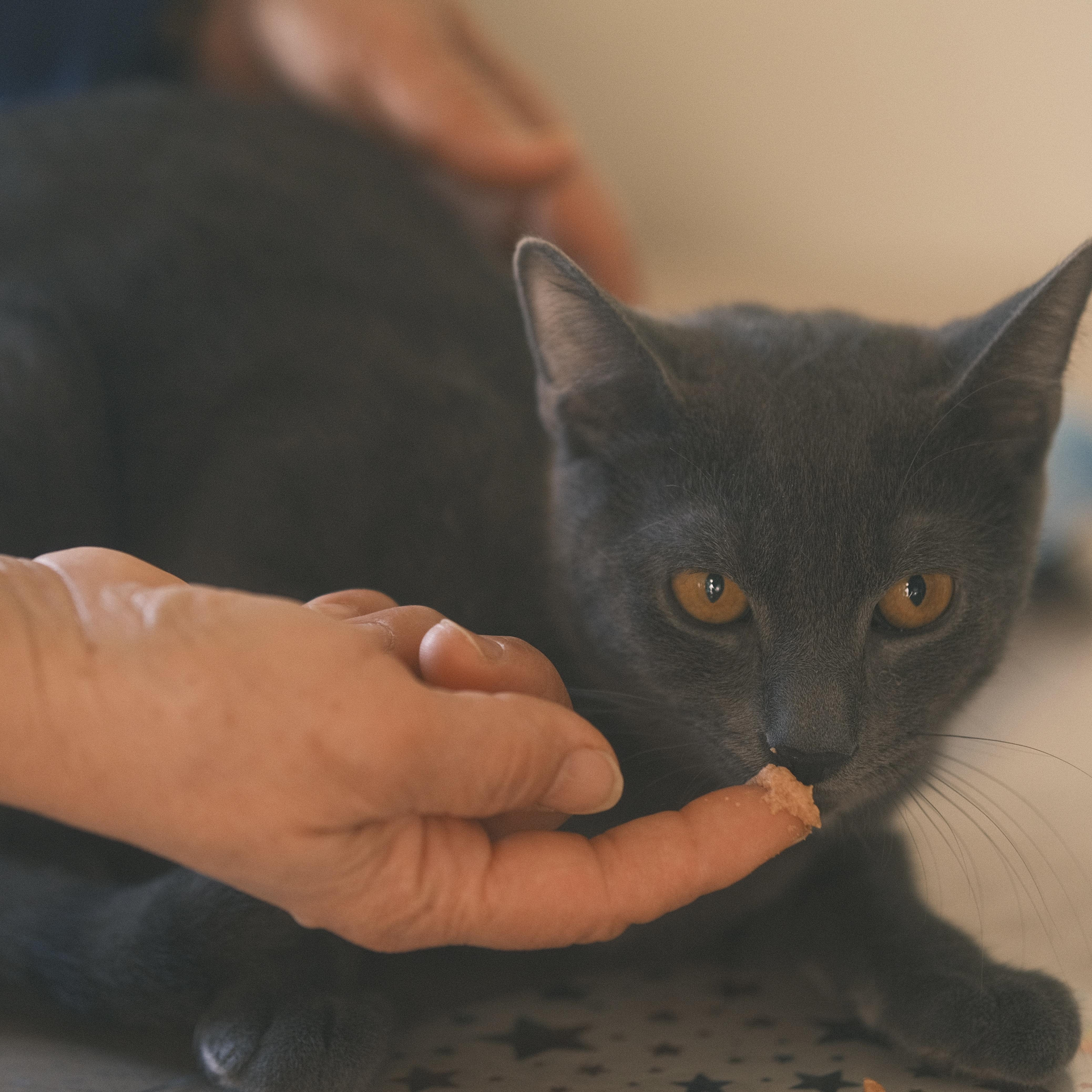 Enlarge Pipi, a Adopted Russian Blue in Flushing, NY image 3/6