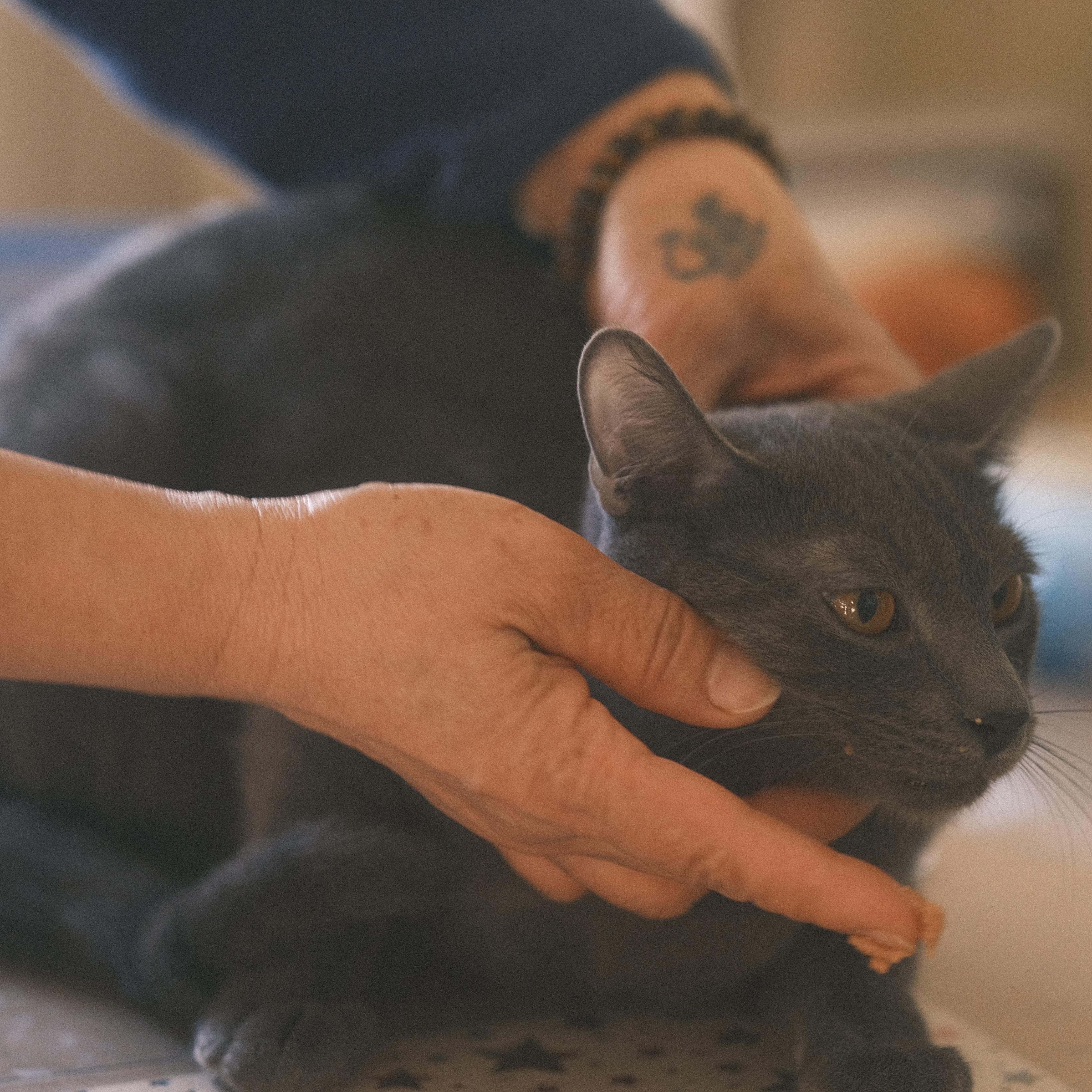 Enlarge Pipi, a Adopted Russian Blue in Flushing, NY image 4/6