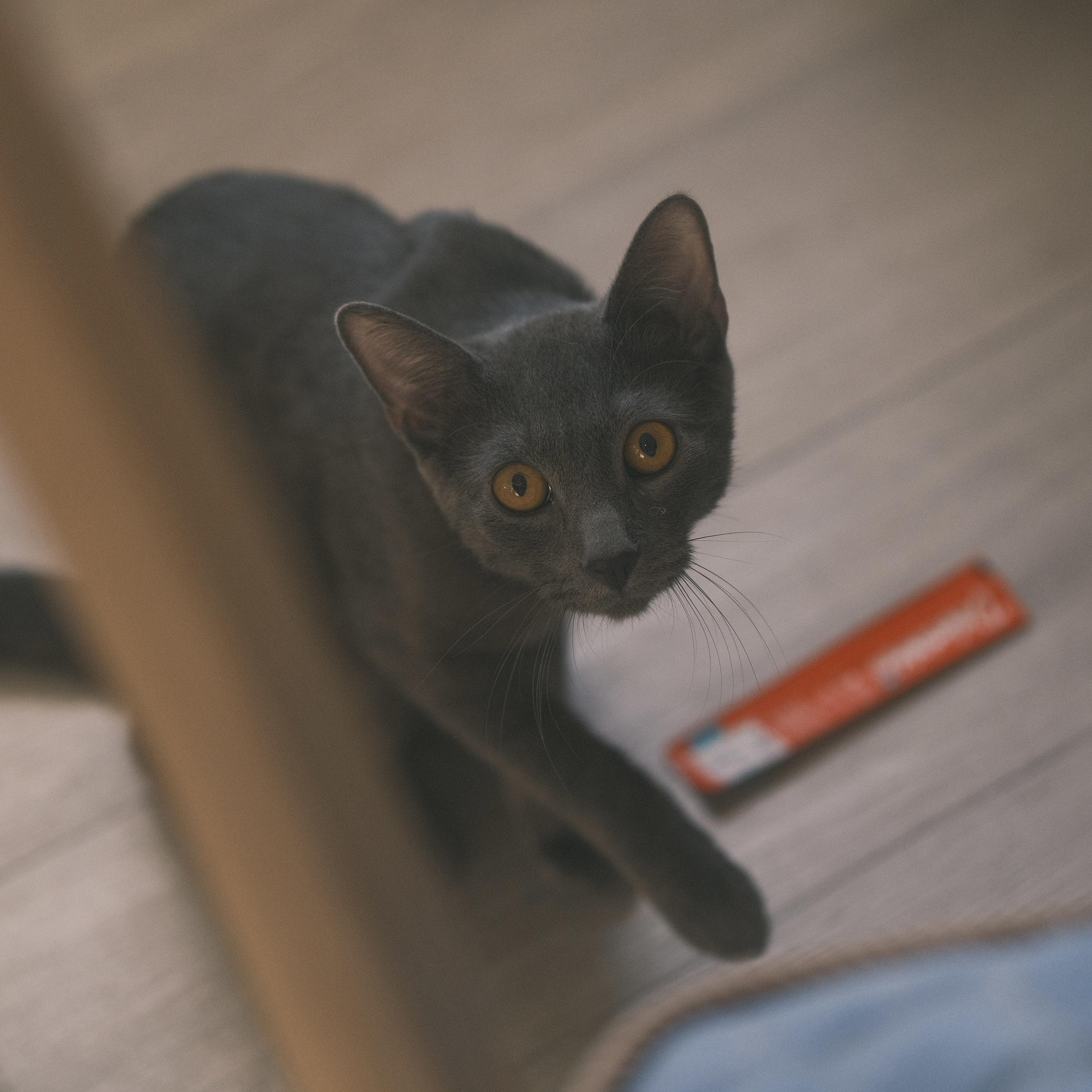 Enlarge Pipi, a Adopted Russian Blue in Flushing, NY image 5/6