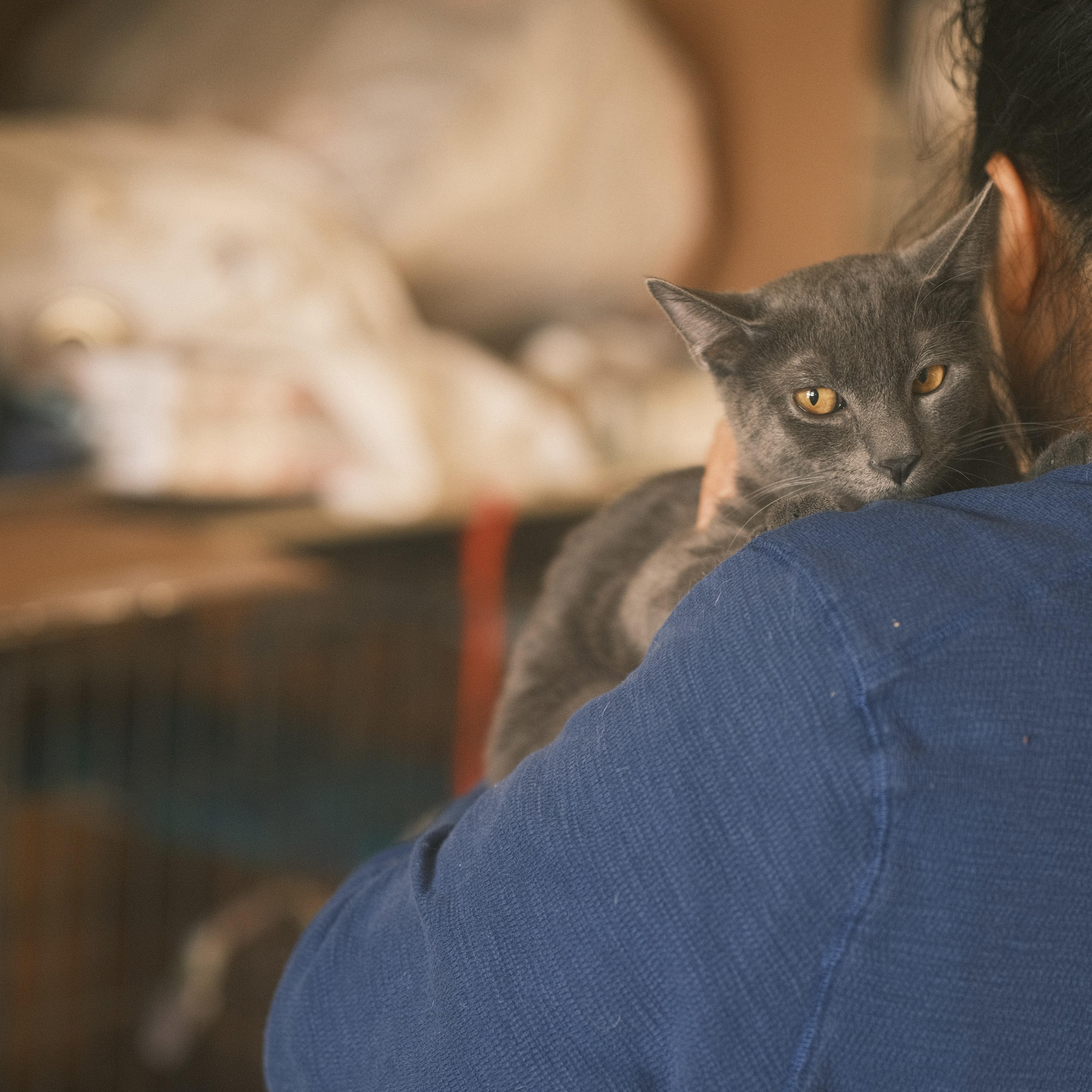 Enlarge Pipi, a Adopted Russian Blue in Flushing, NY image 6/6