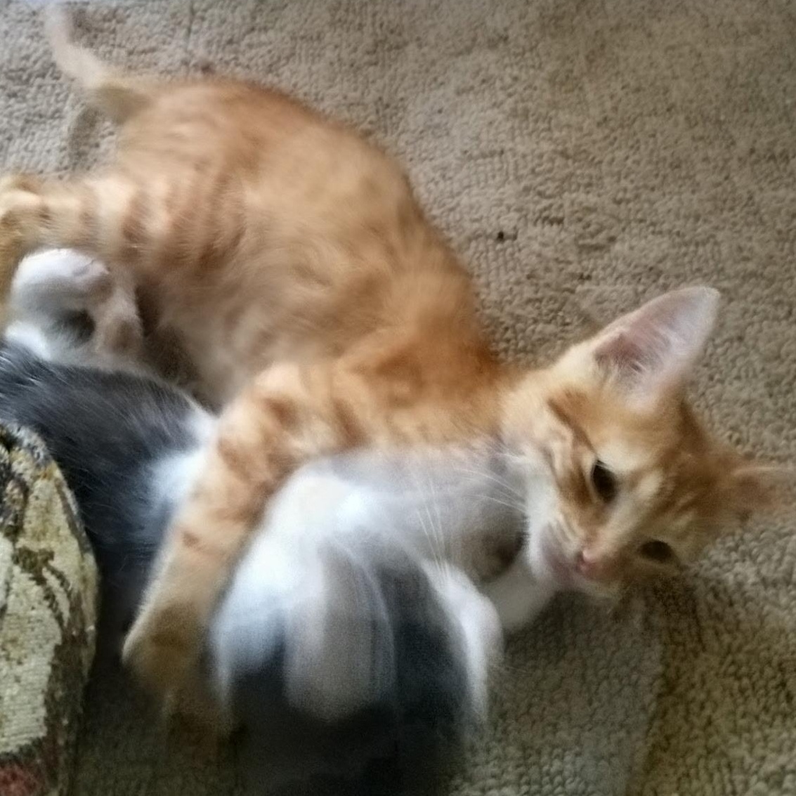 Enlarge Pumpkin, a Adopted Domestic Short Hair in Milwaukee, WI image 5/5