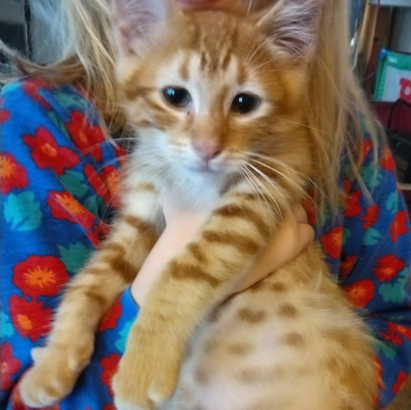 Enlarge Pumpkin, a Adopted Domestic Short Hair in Milwaukee, WI image 1/5