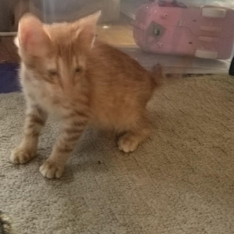 Enlarge Pumpkin, a Adopted Domestic Short Hair in Milwaukee, WI image 2/5