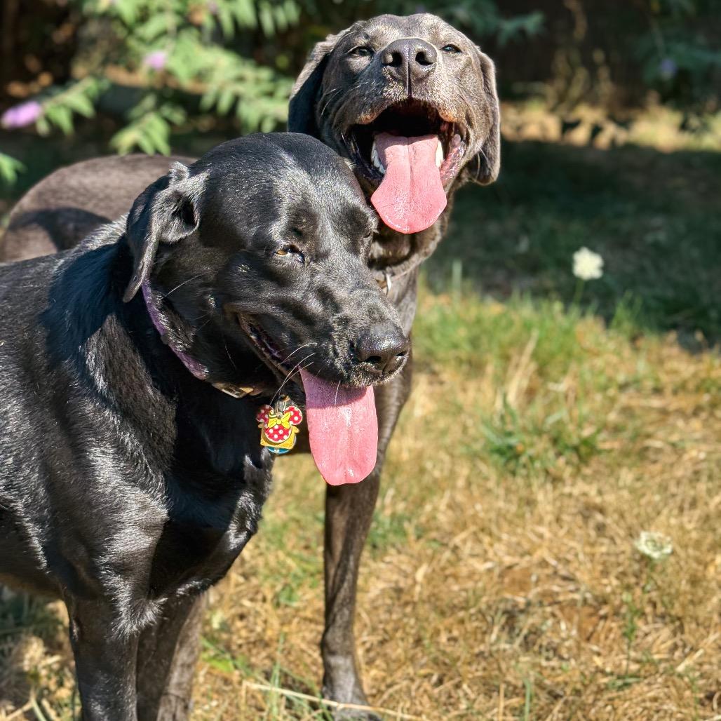 Mouse, Adoptable, Adult Female Labrador Retriever.