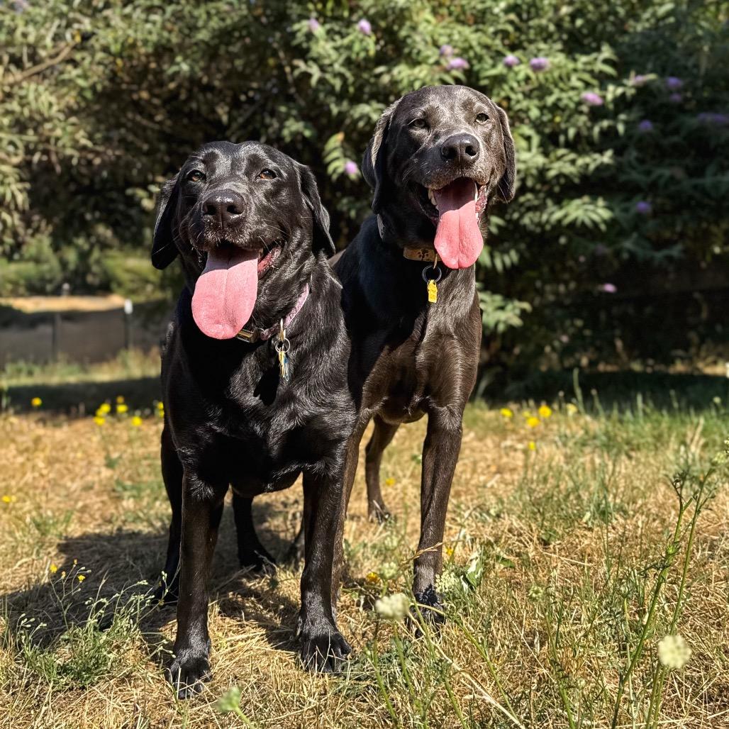 Mouse, a Adoptable Labrador Retriever in Salem, OR image 2/6