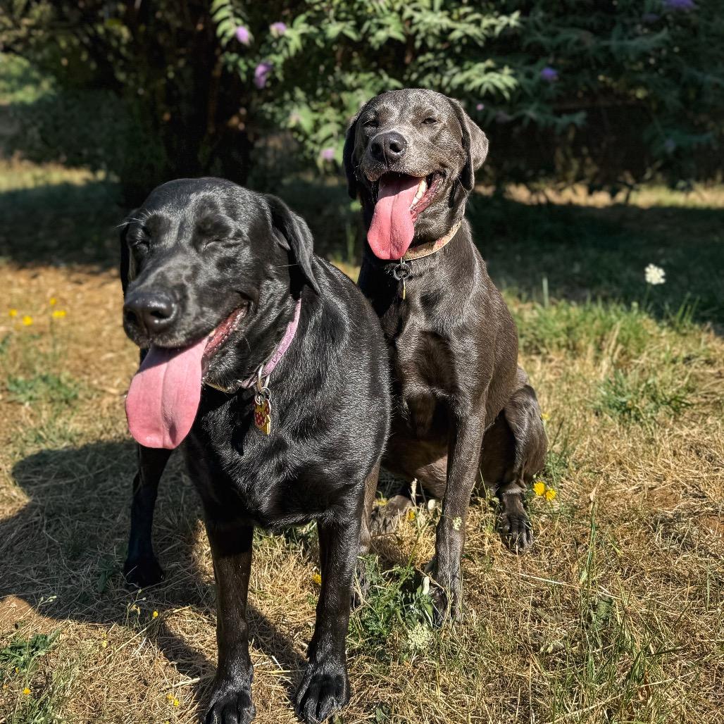 Mouse, a Adoptable Labrador Retriever in Salem, OR image 3/6