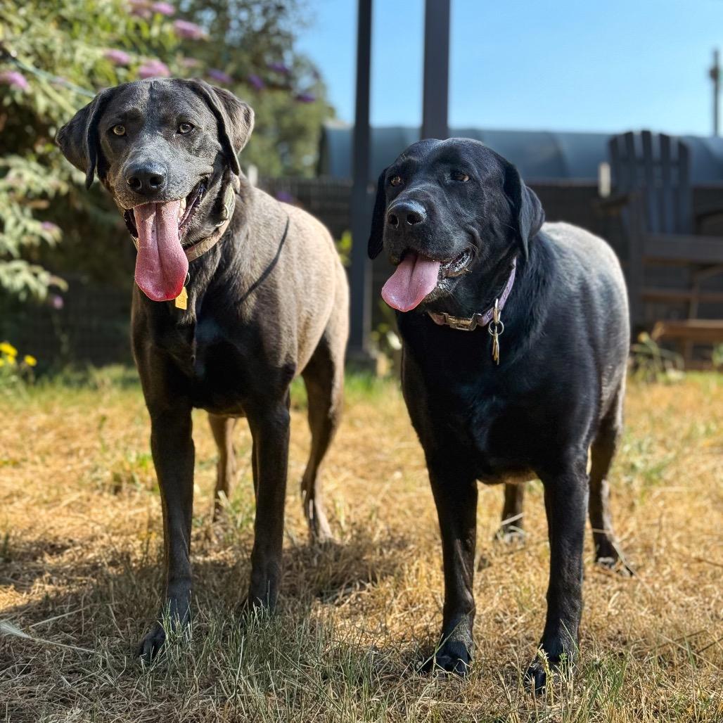 Mouse, a Adoptable Labrador Retriever in Salem, OR image 4/6