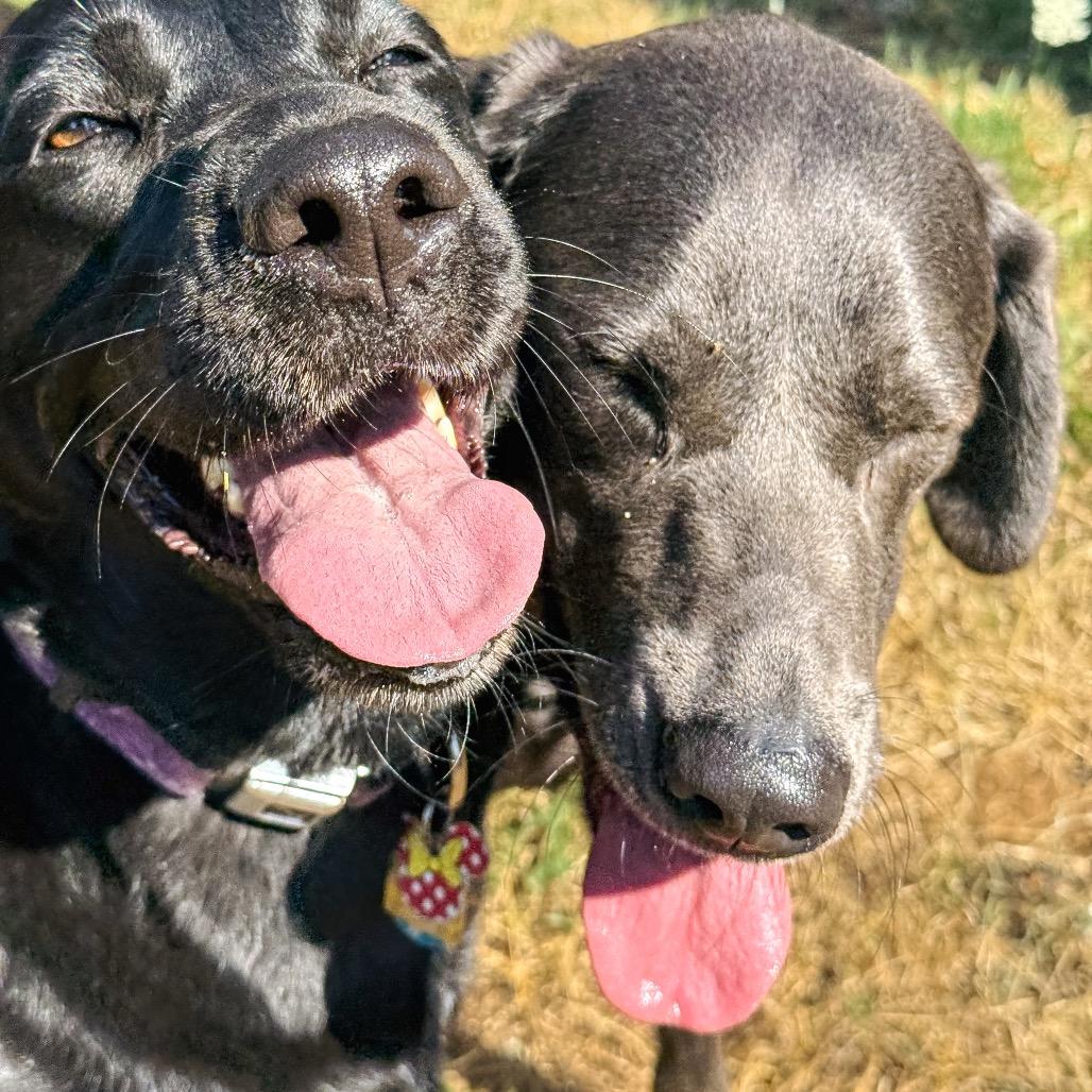 Mouse, a Adoptable Labrador Retriever in Salem, OR image 5/6