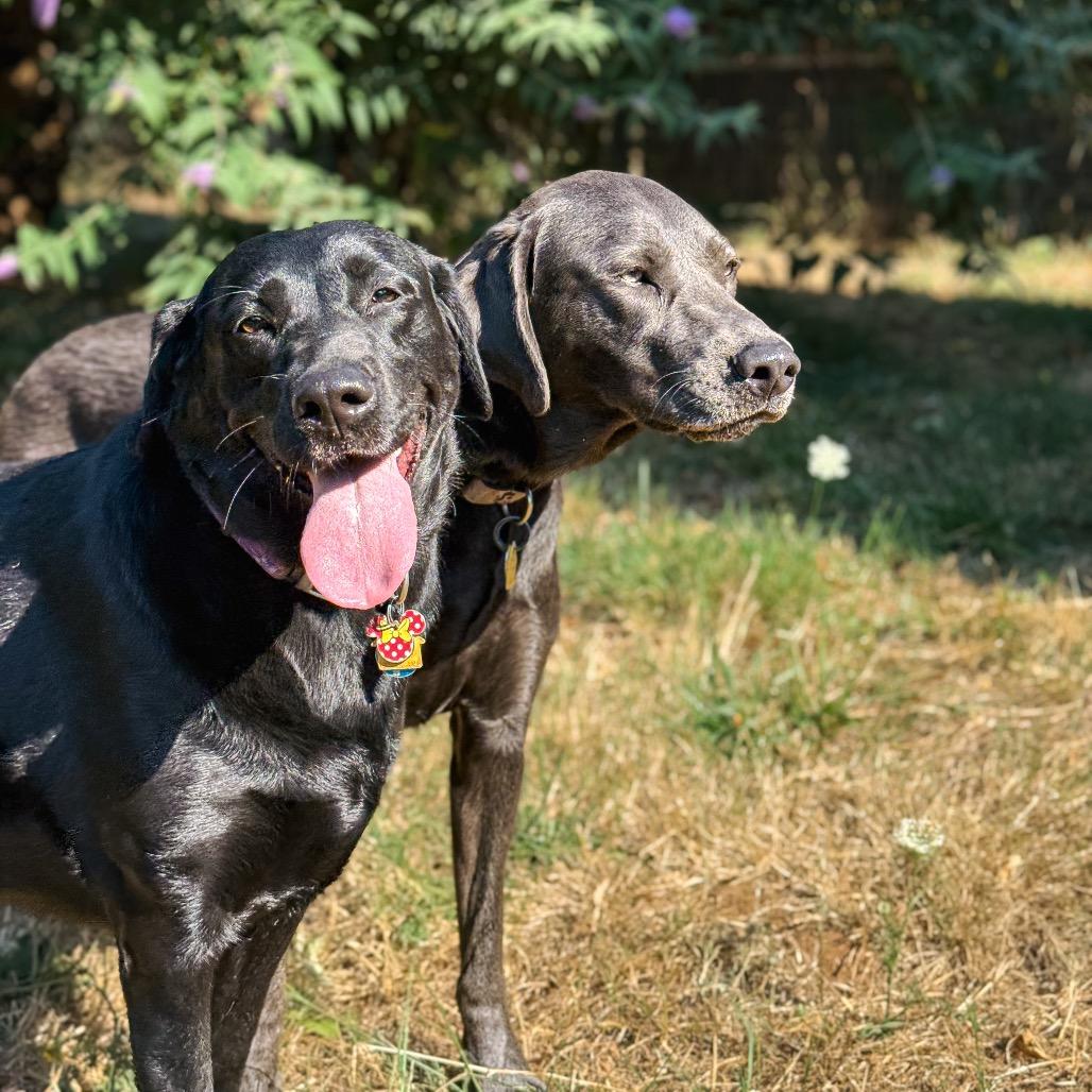 Mouse, a Adoptable Labrador Retriever in Salem, OR image 6/6