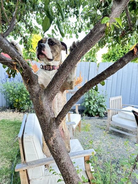 Enlarge Barkley, a Adoptable mixed breed in Vallejo, CA image 1/6