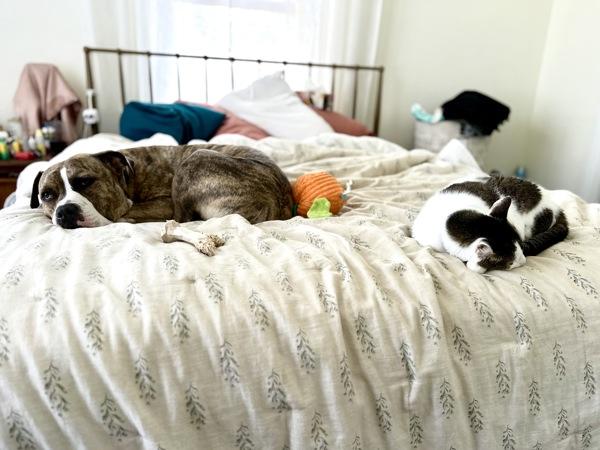 Enlarge Barkley, a Adoptable mixed breed in Vallejo, CA image 2/6