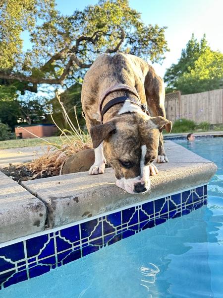 Enlarge Barkley, a Adoptable mixed breed in Vallejo, CA image 3/6