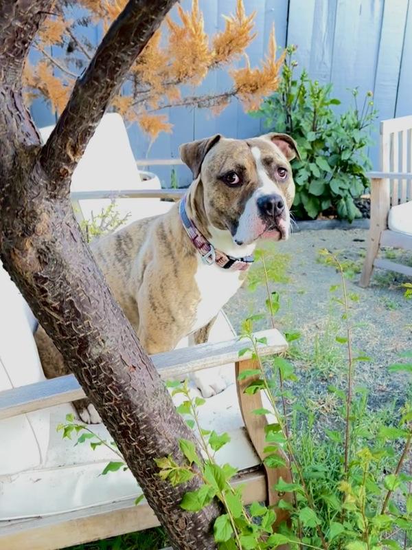 Enlarge Barkley, a Adoptable mixed breed in Vallejo, CA image 4/6