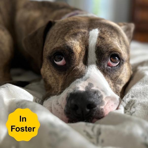 Enlarge Barkley, a Adoptable mixed breed in Vallejo, CA image 5/6