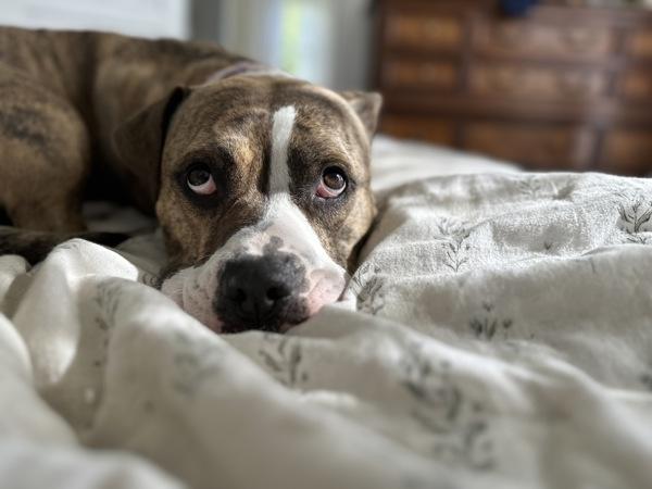 Enlarge Barkley, a Adoptable mixed breed in Vallejo, CA image 6/6