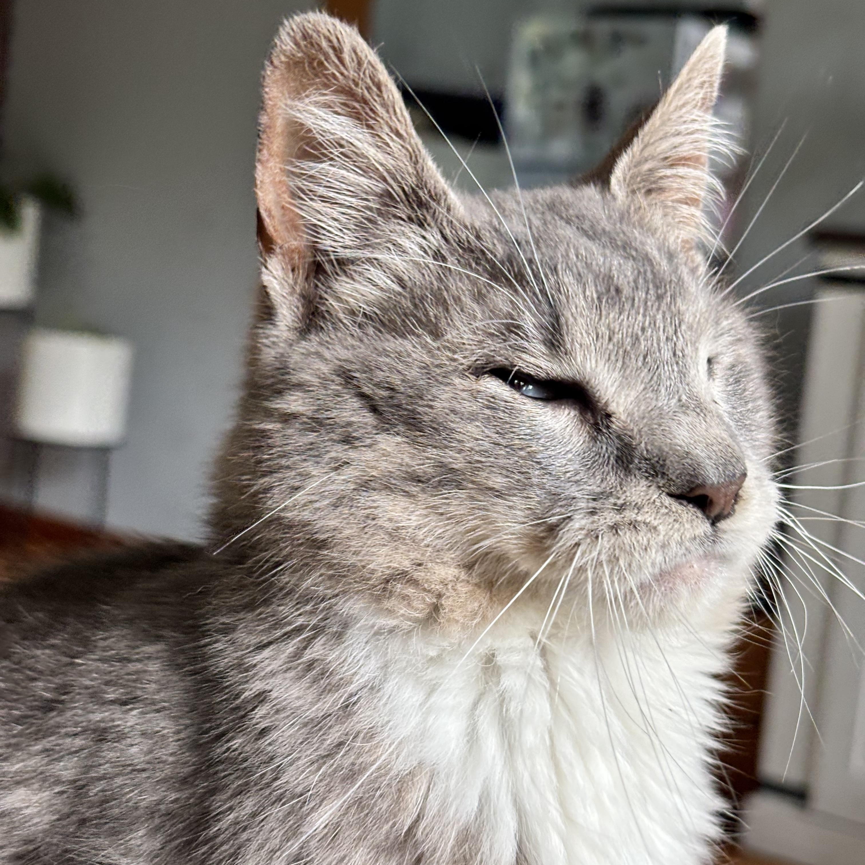 Billie, a ADOPTABLE Domestic Short Hair in Madison , WI image 2/6