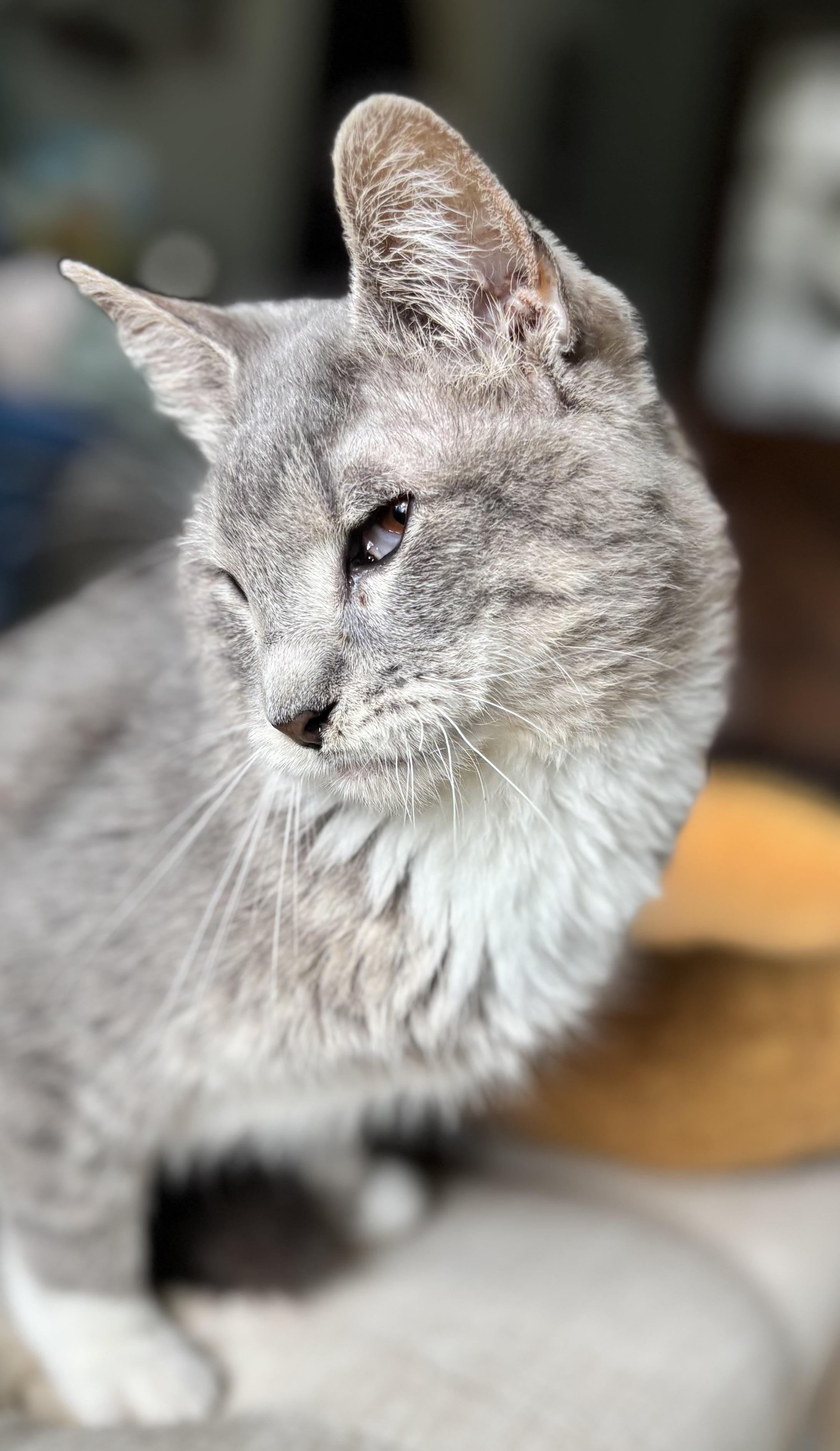 Billie, a ADOPTABLE Domestic Short Hair in Madison , WI image 5/6