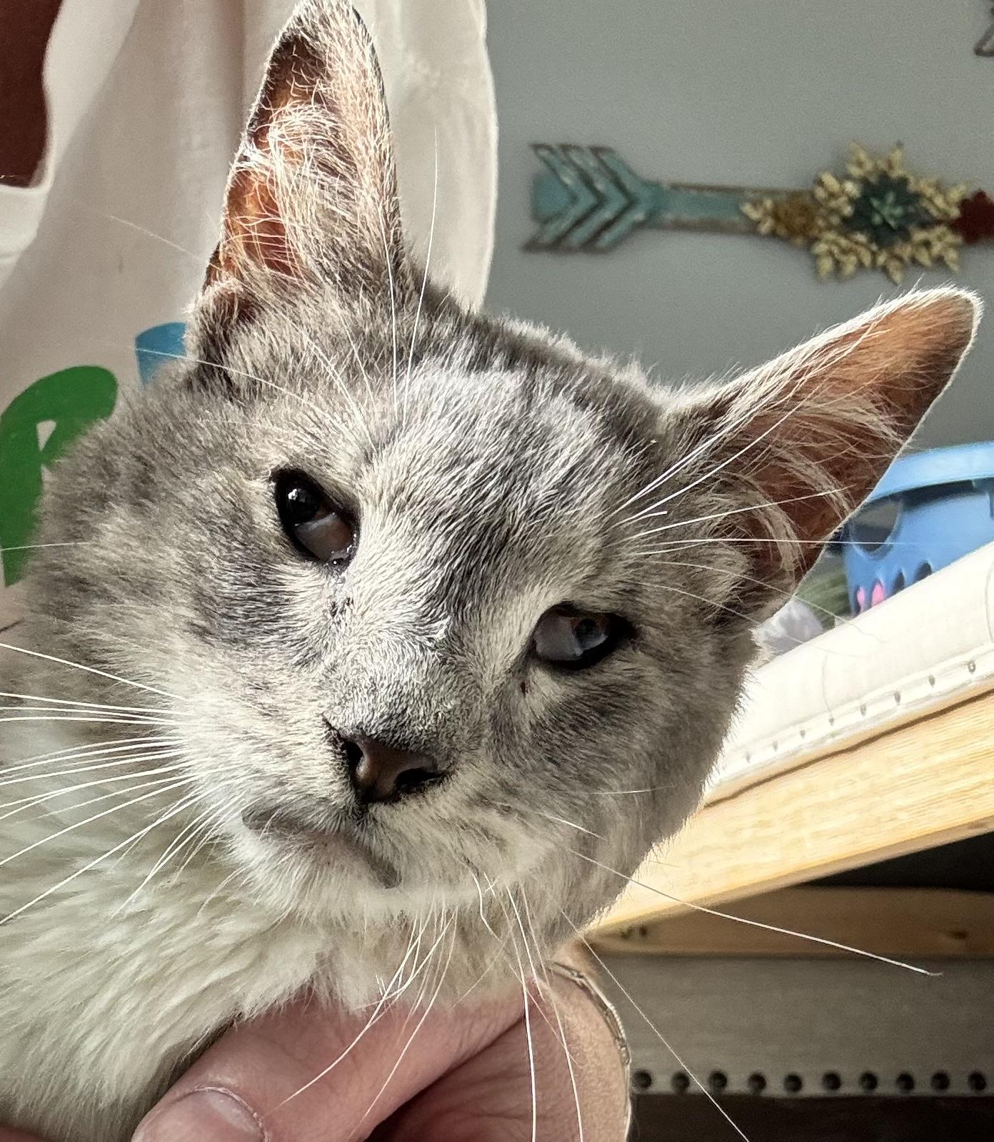 Billie, a ADOPTABLE Domestic Short Hair in Madison , WI image 6/6