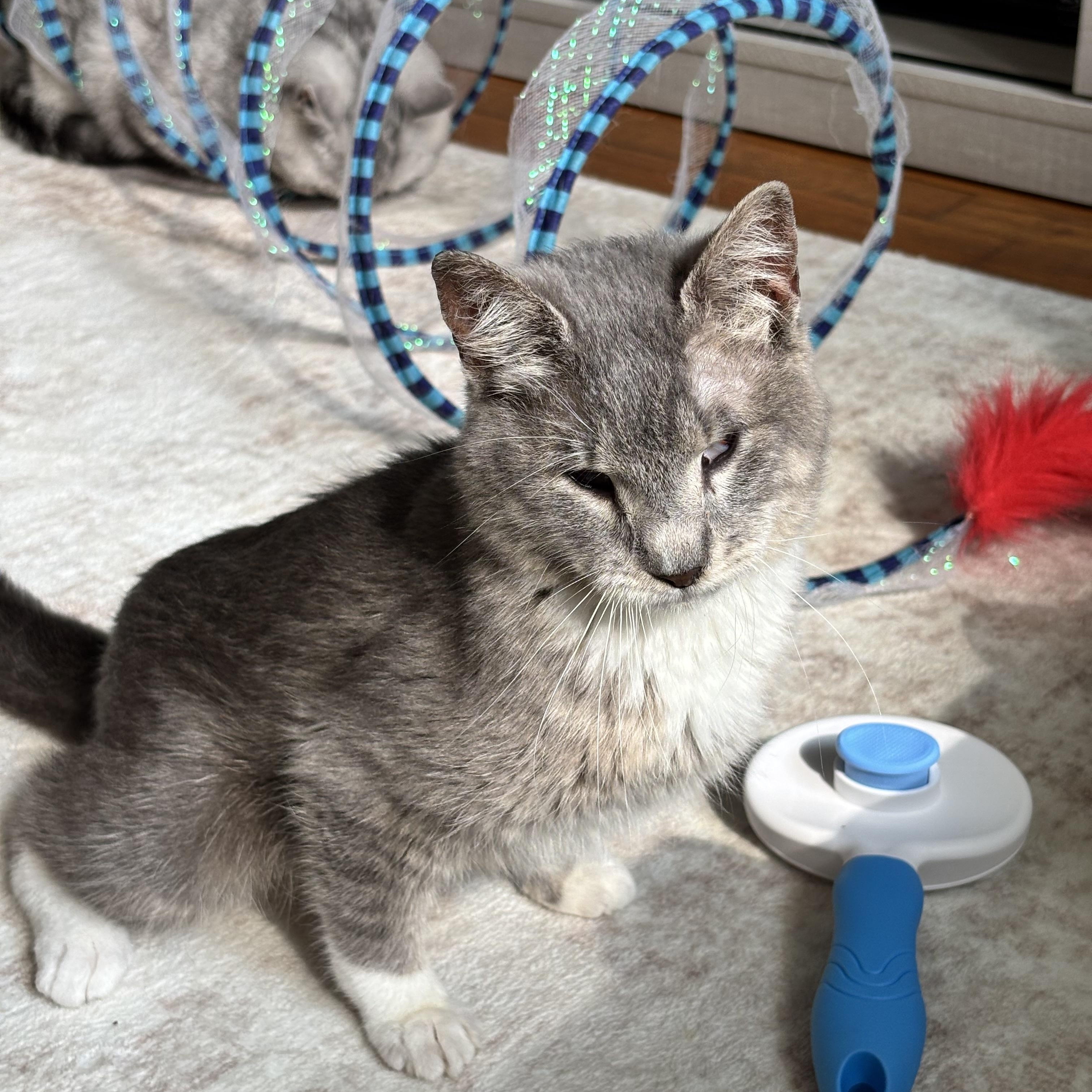 Billie, a ADOPTABLE Domestic Short Hair in Madison , WI image 4/6