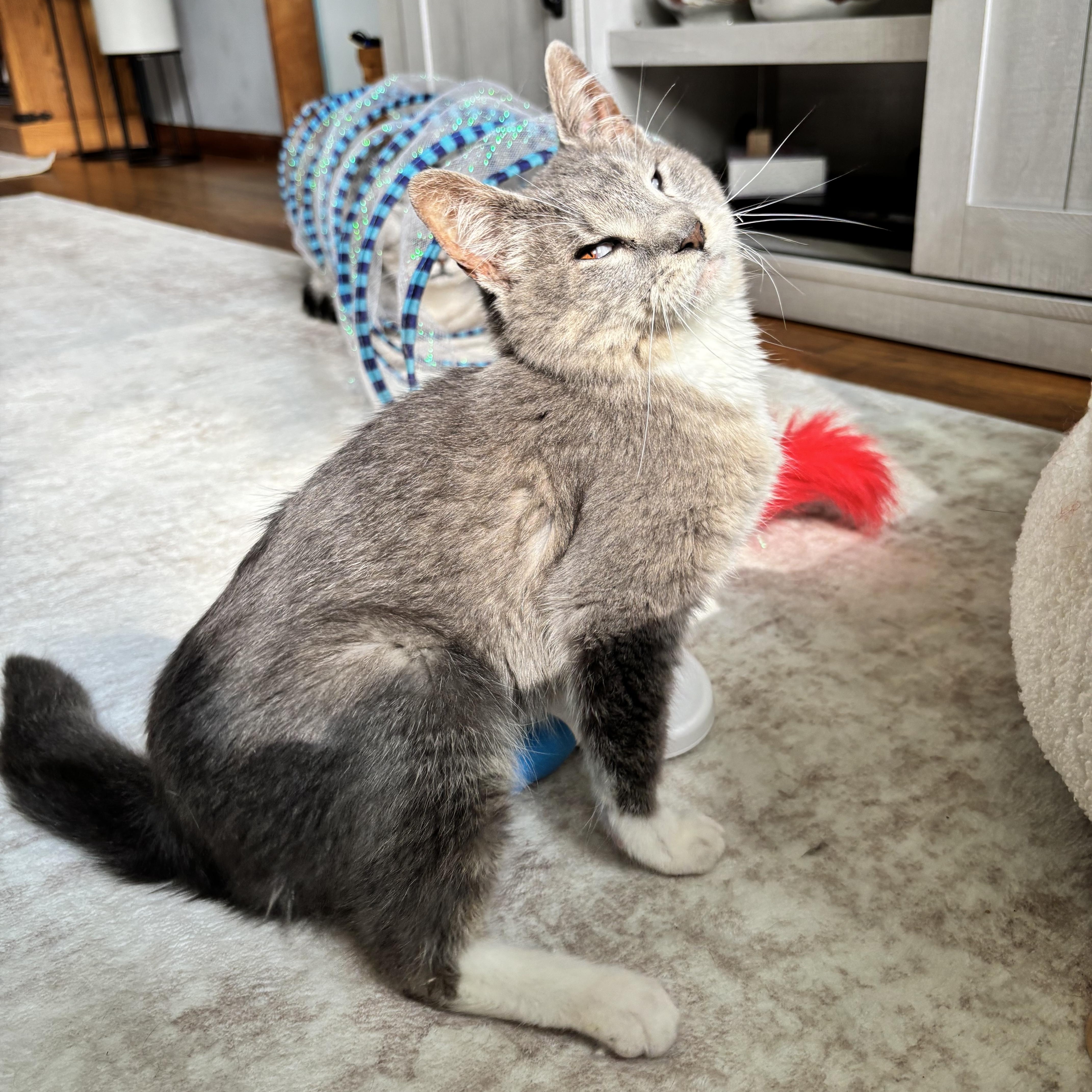 Billie, a ADOPTABLE Domestic Short Hair in Madison , WI image 1/6