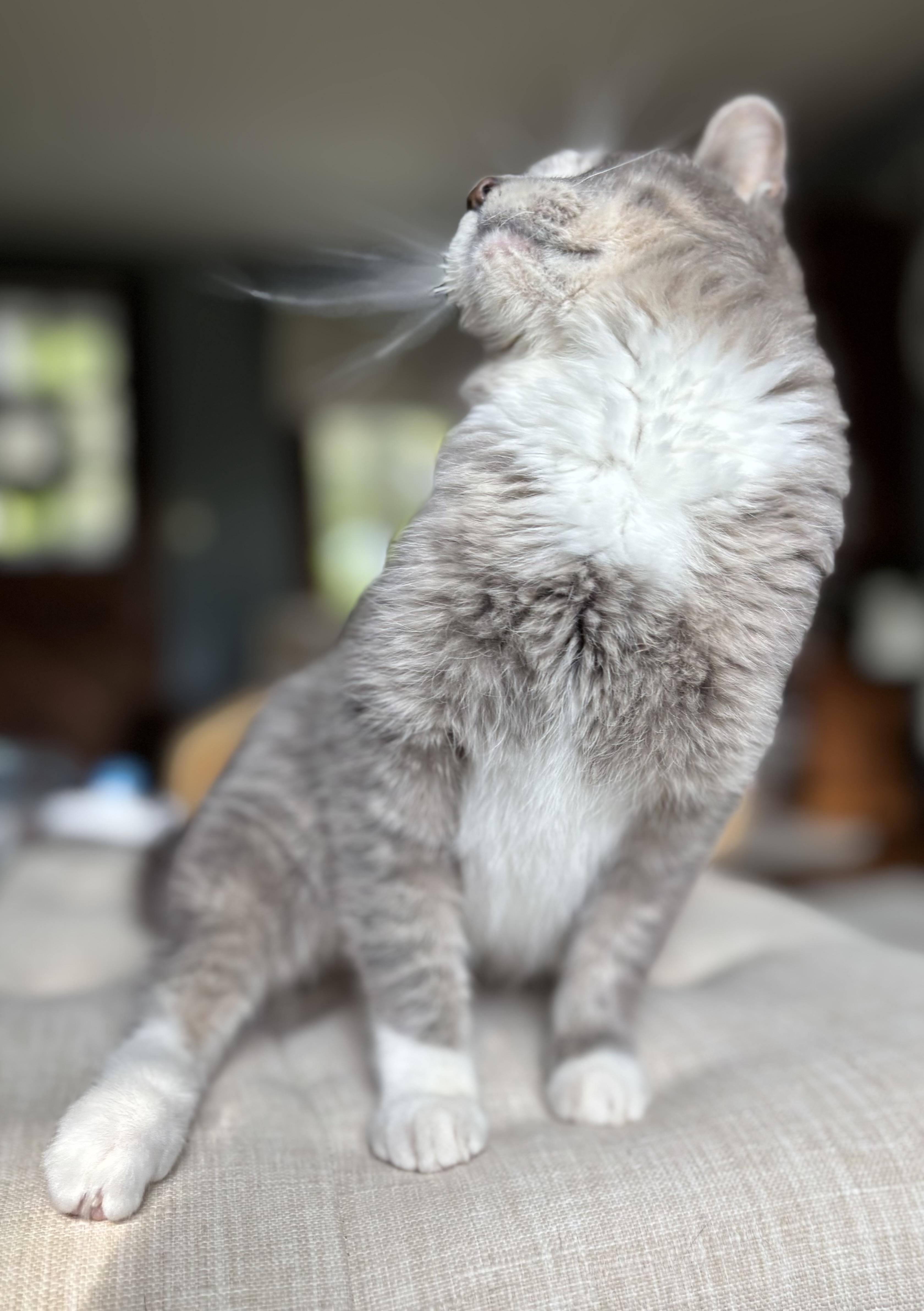 Billie, a ADOPTABLE Domestic Short Hair in Madison , WI image 3/6