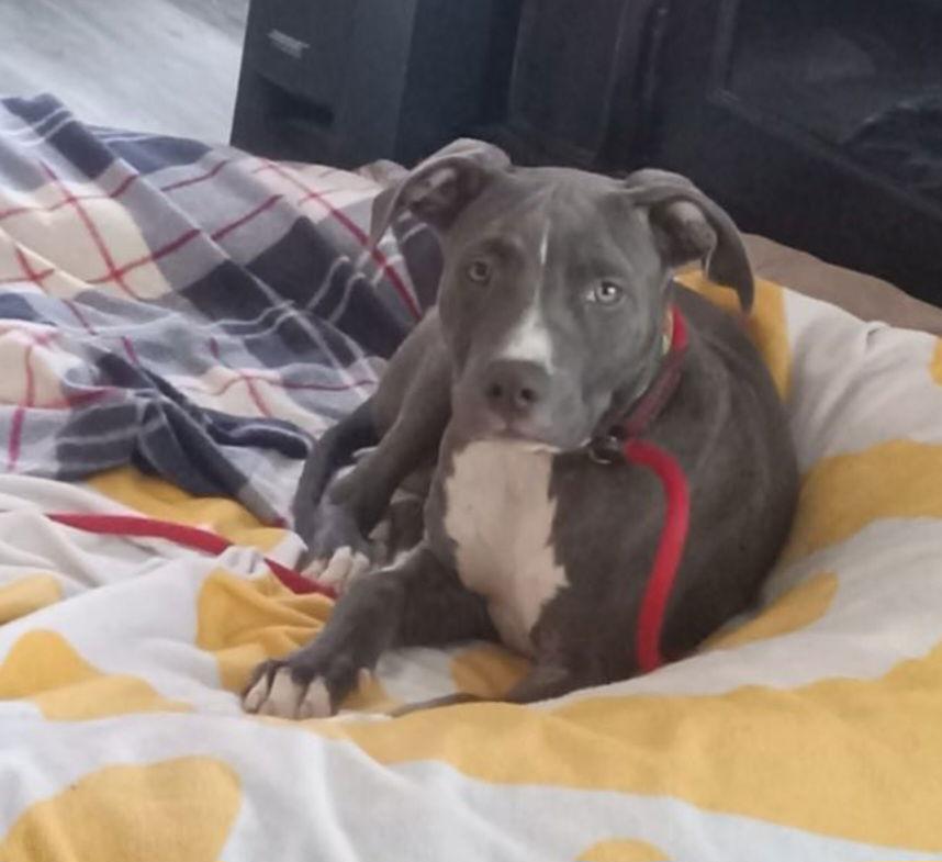 Winston, Adopted, Puppy Male American Staffordshire Terrier & Pit Bull Terrier.