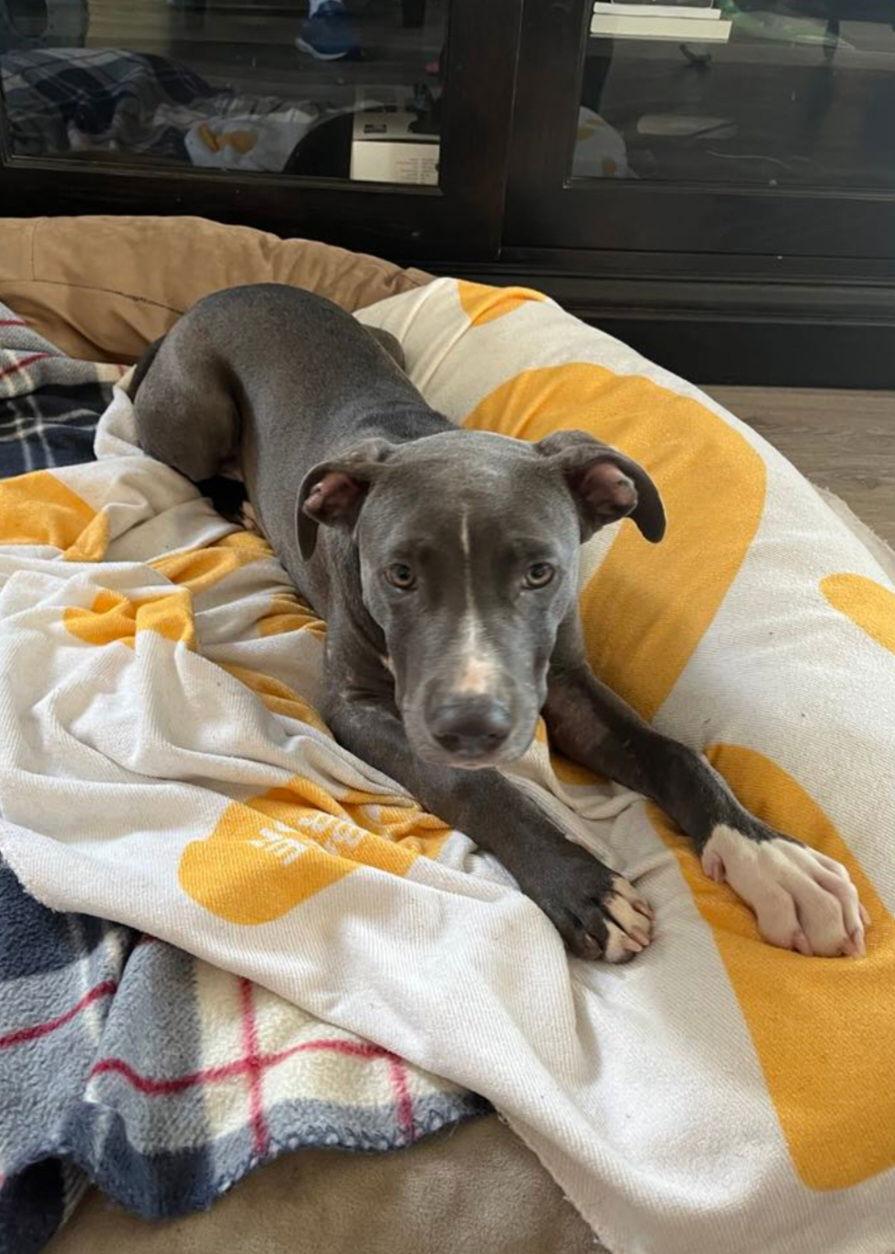 Winston, a Adopted mixed breed in San Diego, CA image 2/2