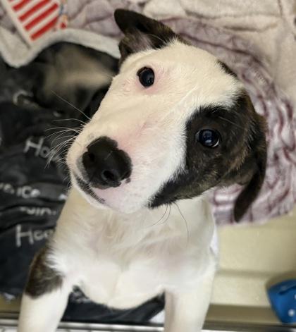 Sleepy, Adoptable, Puppy Male Mixed Breed & Mixed Breed.