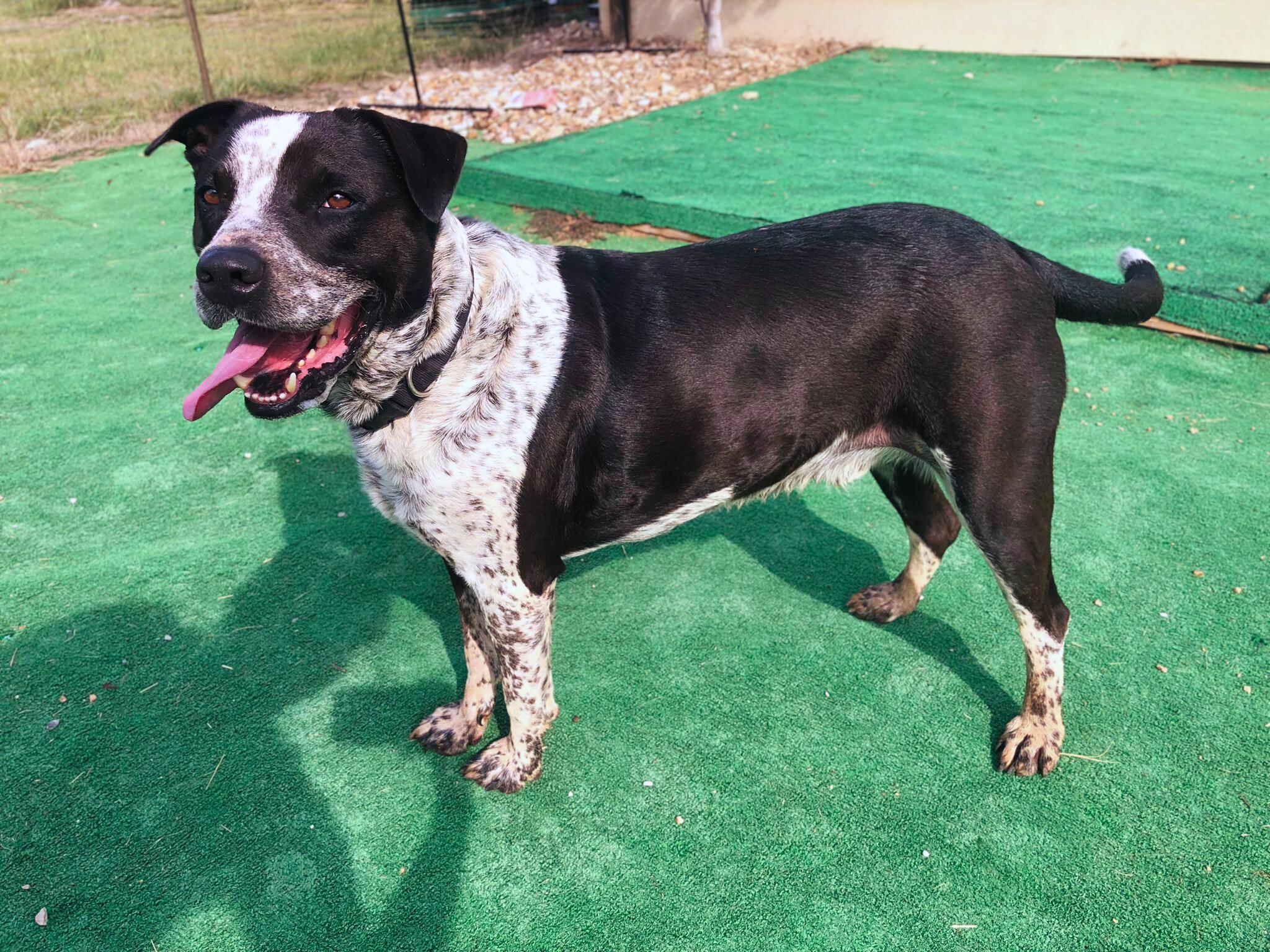 Hydro, Adoptable, Adult Male American Staffordshire Terrier.