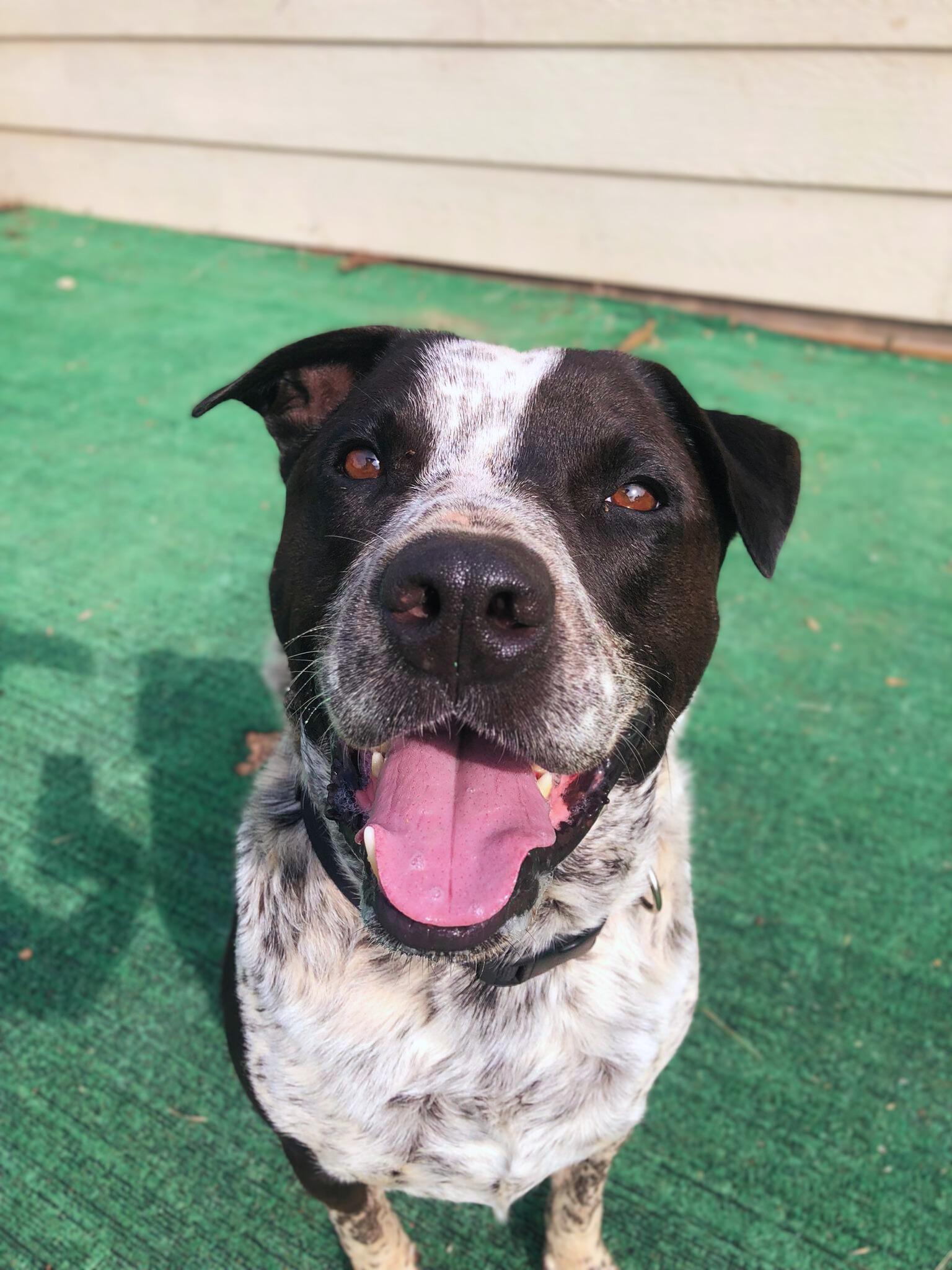 Hydro, a Adoptable mixed breed in Marble Falls, TX image 2/4