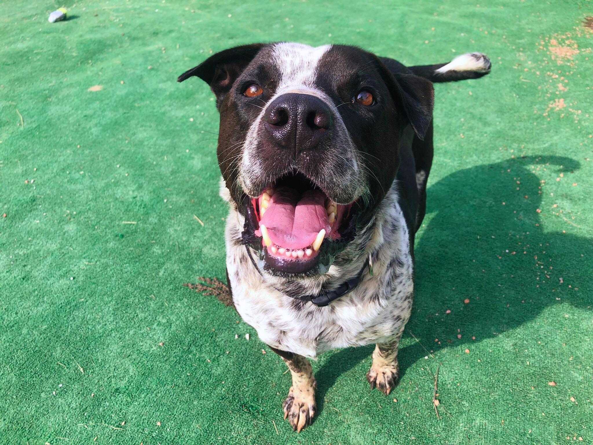 Hydro, a Adoptable mixed breed in Marble Falls, TX image 3/4