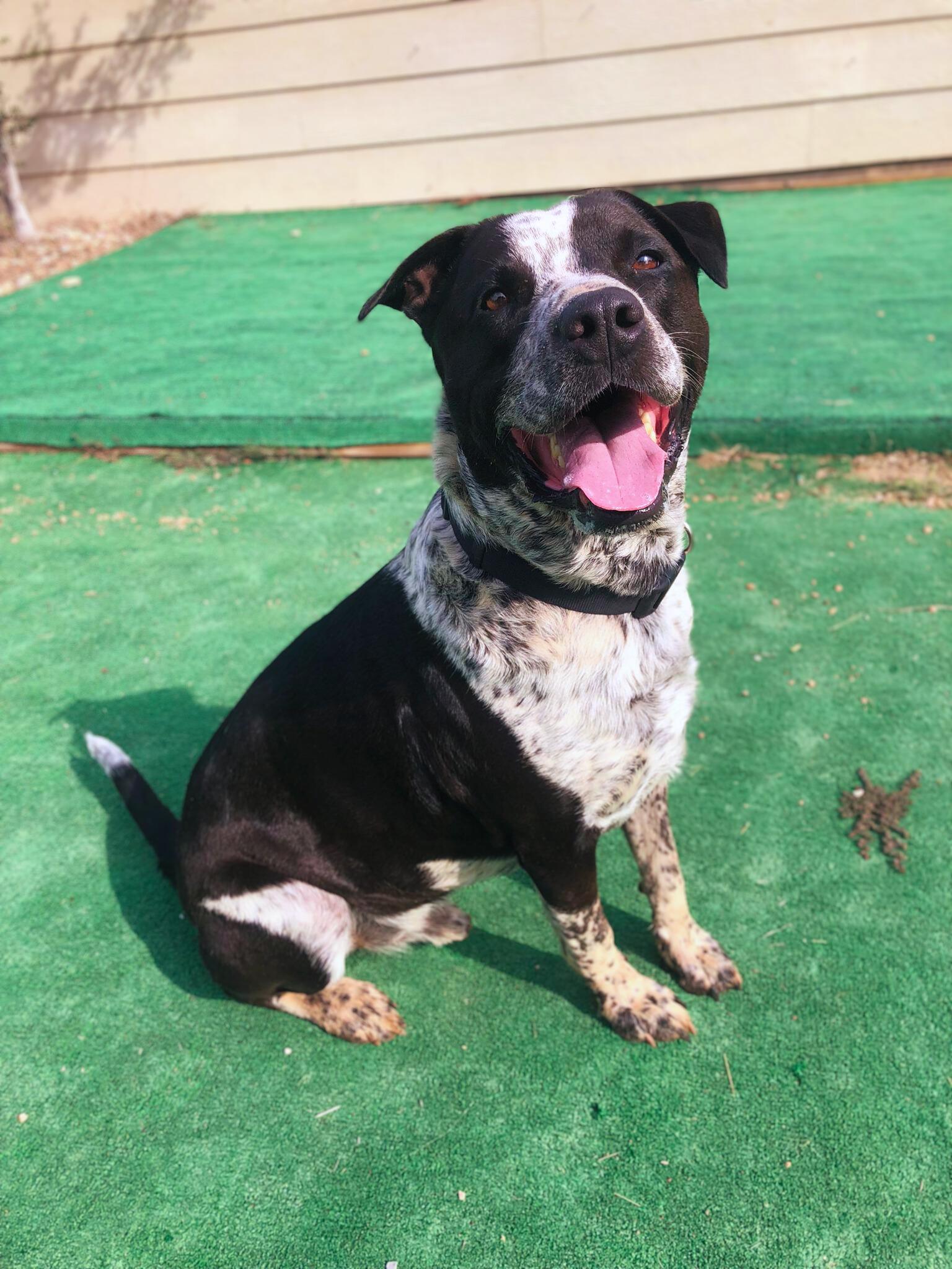 Hydro, a Adoptable mixed breed in Marble Falls, TX image 4/4