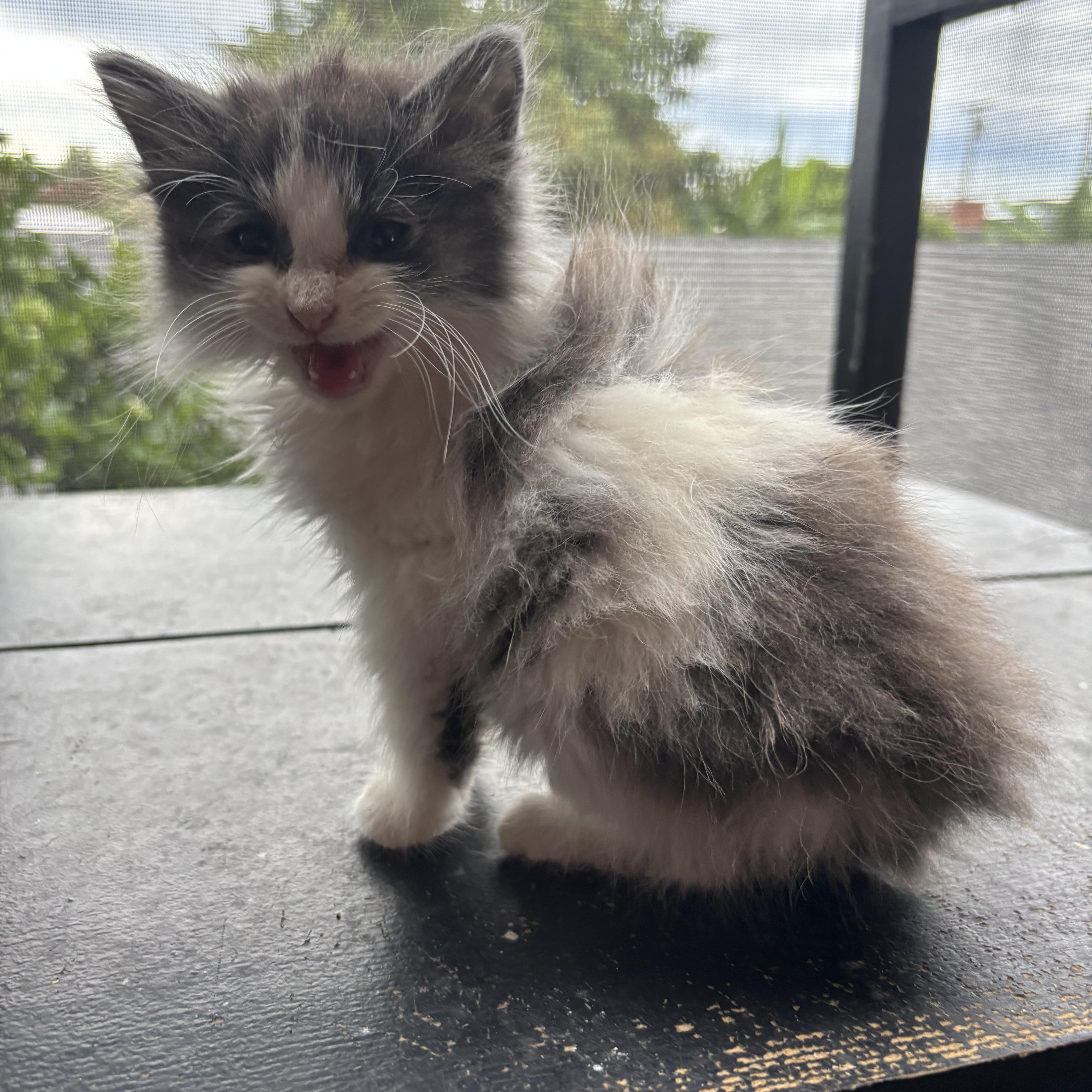 Nano, Adopted, Kitten Male Domestic Long Hair.