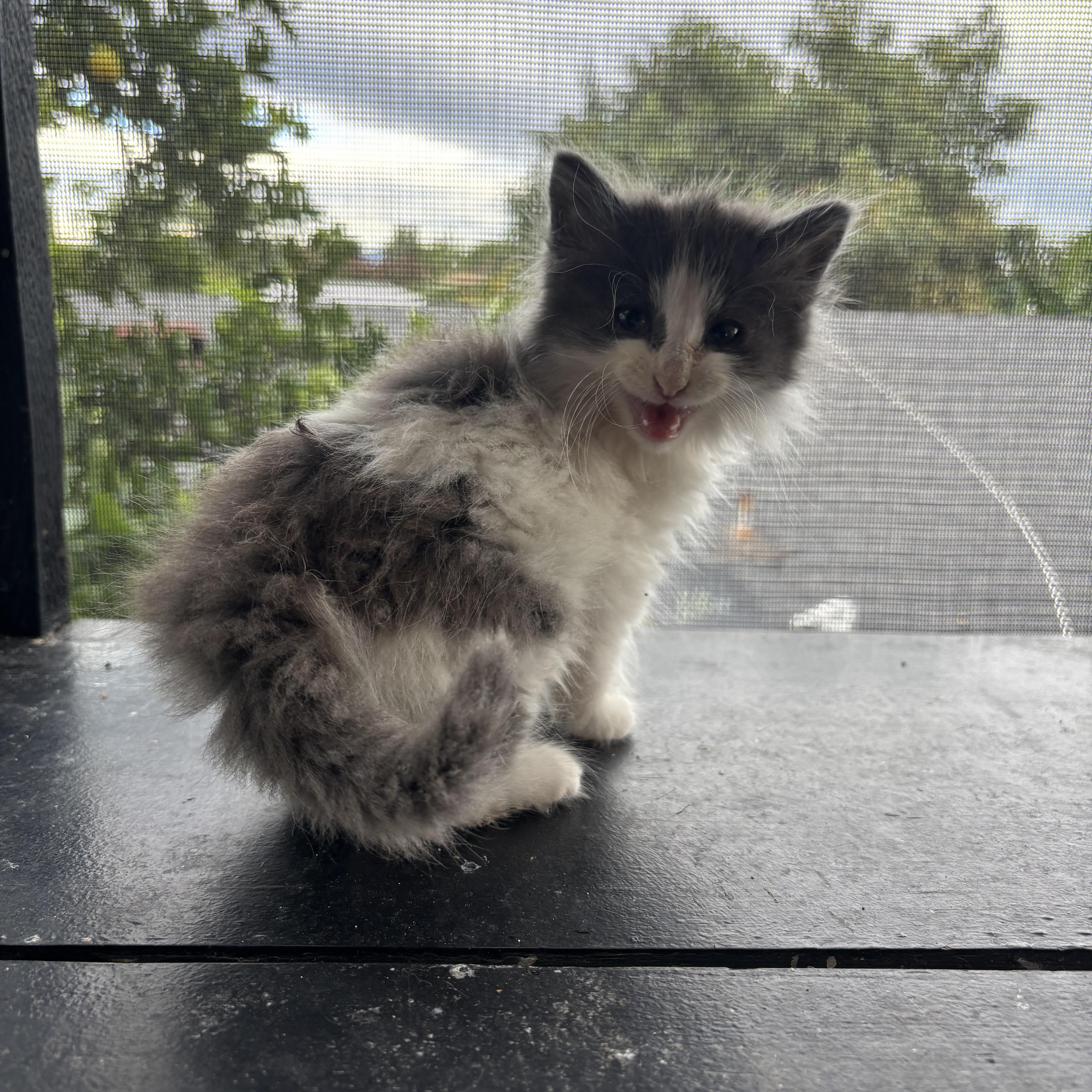 Enlarge Nano, a Adopted Domestic Long Hair in Costa Mesa, CA image 2/3