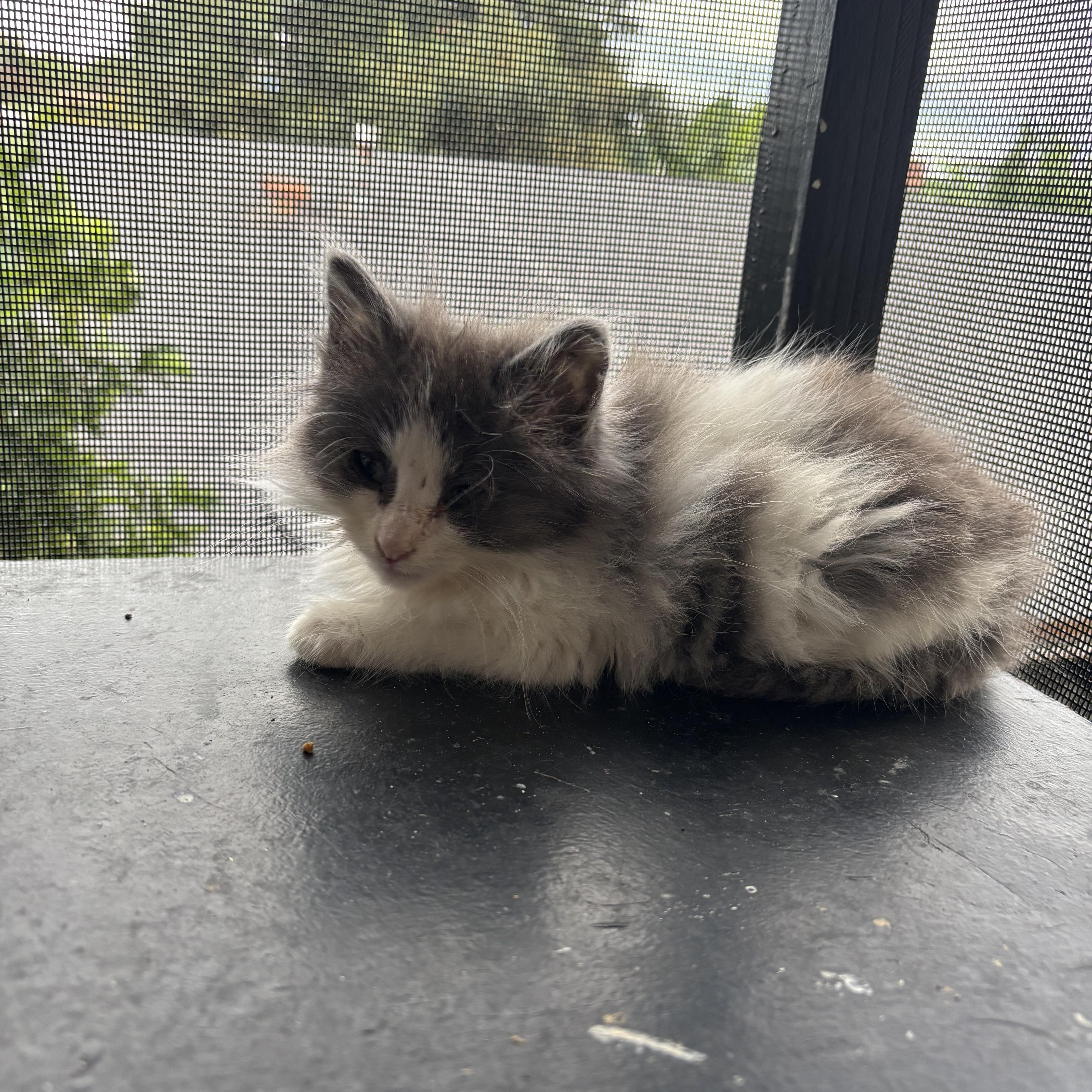 Enlarge Nano, a Adopted Domestic Long Hair in Costa Mesa, CA image 3/3