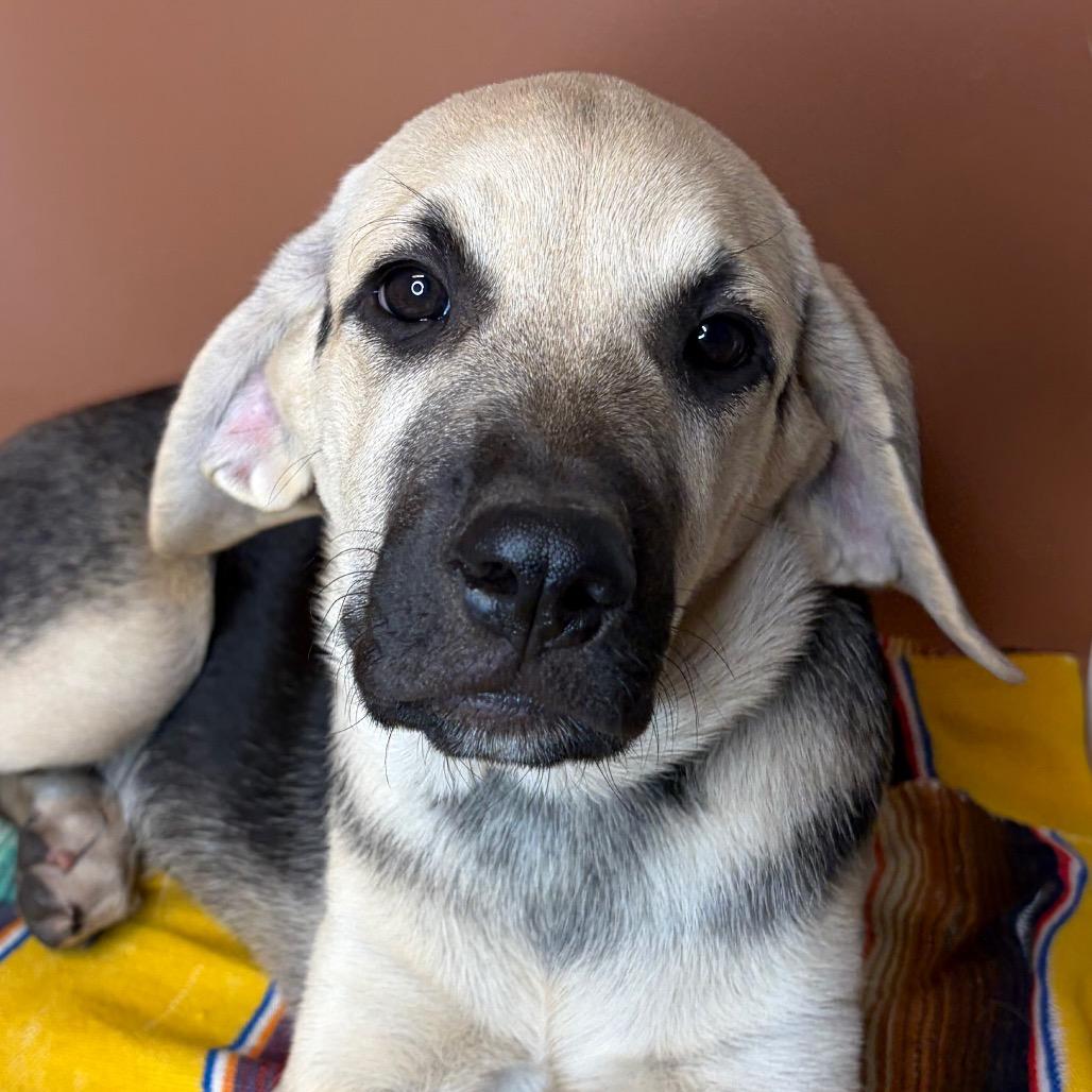 Pecan, Adoptable, Puppy Female Hound & Shepherd.