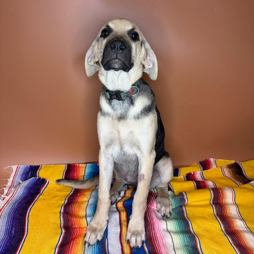 Enlarge Pecan, a Adoptable mixed breed in San Antonio, TX image 2/6