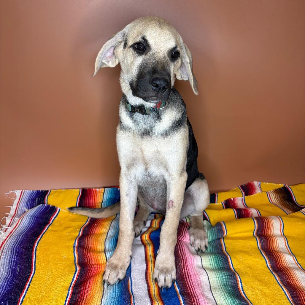 Enlarge Pecan, a Adoptable mixed breed in San Antonio, TX image 3/6