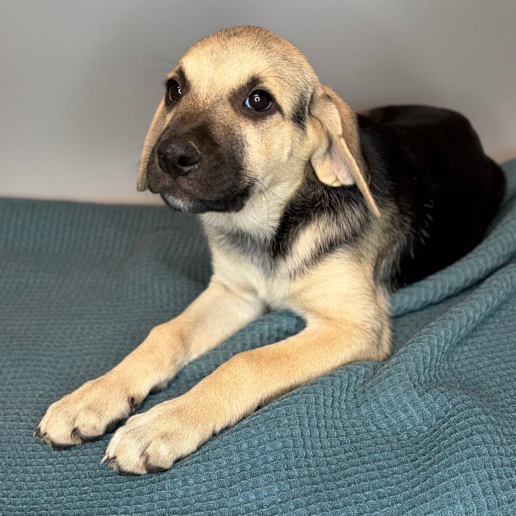 Enlarge Pecan, a Adoptable mixed breed in San Antonio, TX image 4/6