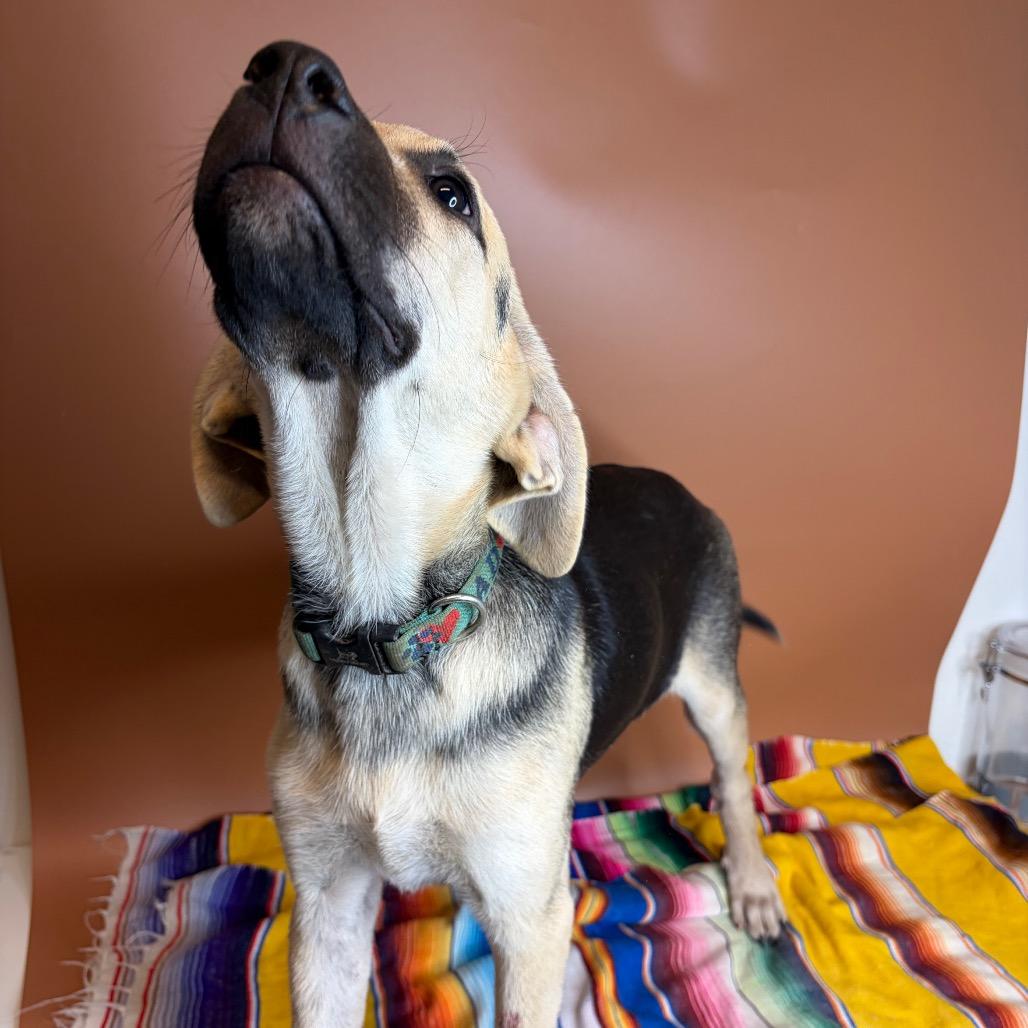 Enlarge Pecan, a Adoptable mixed breed in San Antonio, TX image 5/6