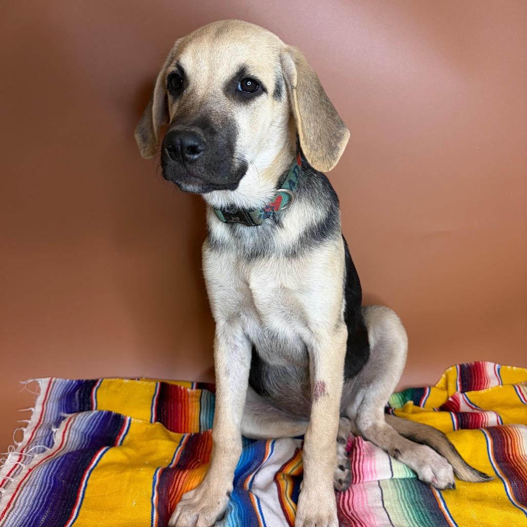 Enlarge Pecan, a Adoptable mixed breed in San Antonio, TX image 6/6